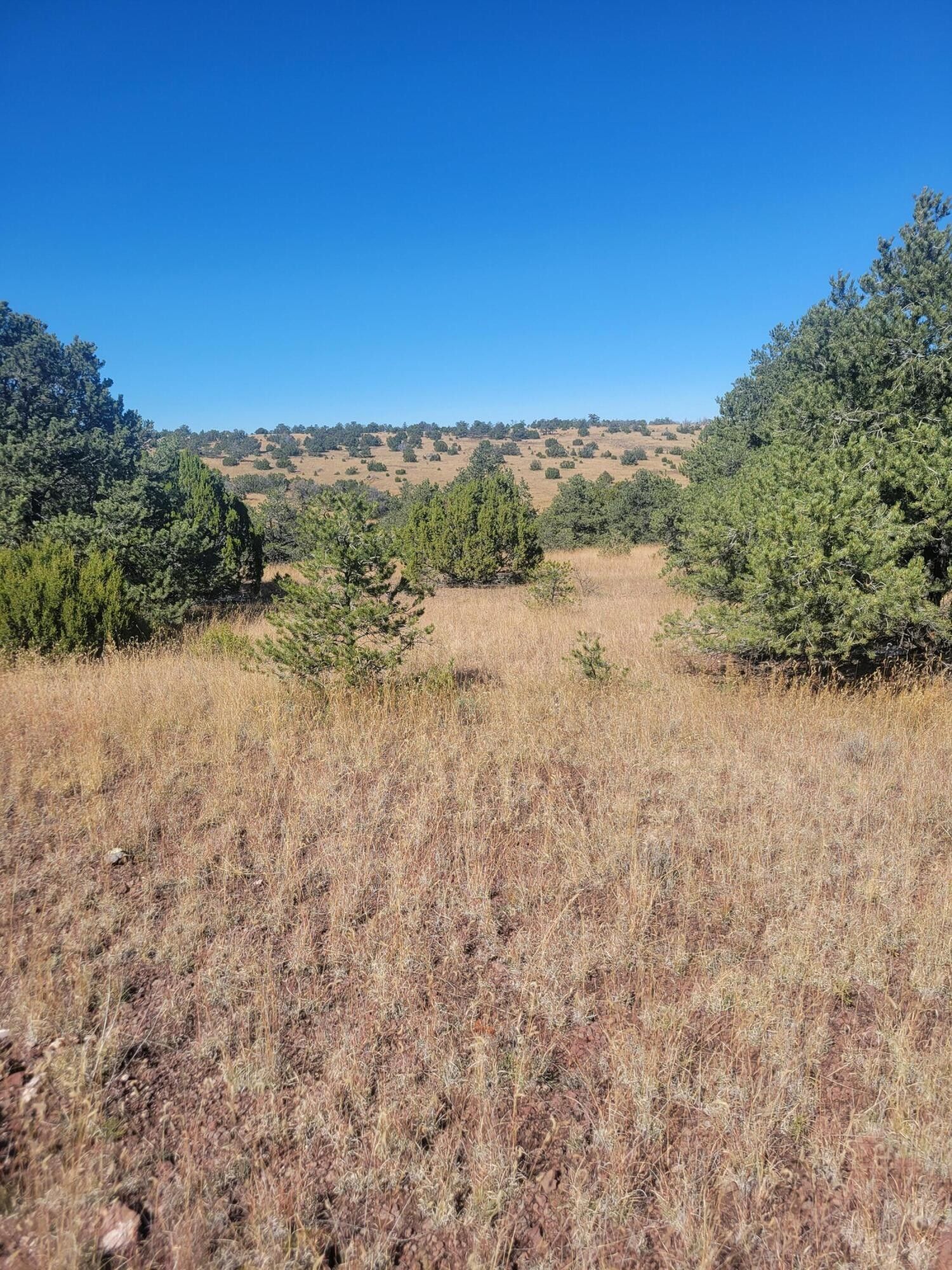 40 acres in Catron County, New Mexico
