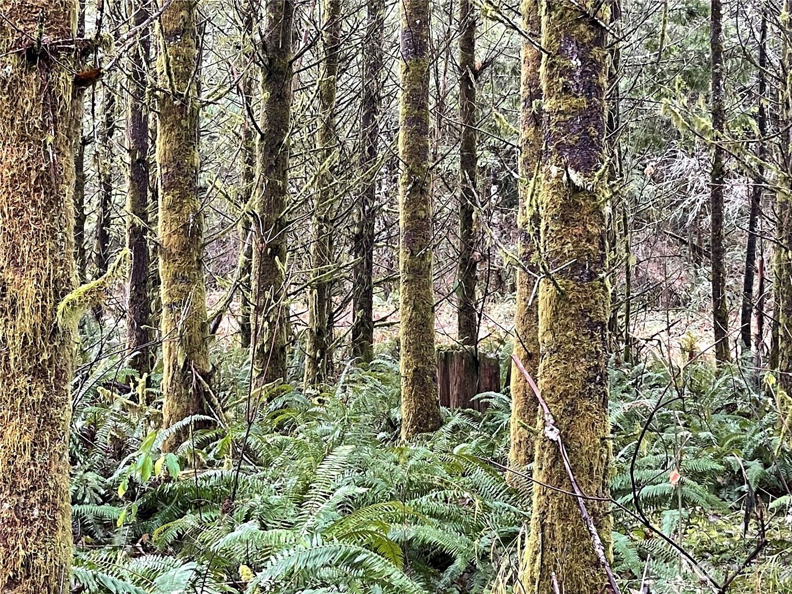 257 acres in Thurston County, Washington