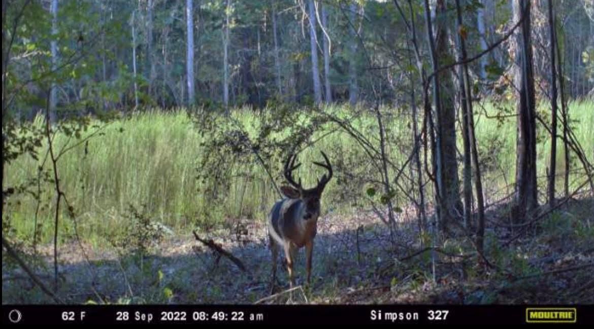 15 acres in Simpson County, Mississippi