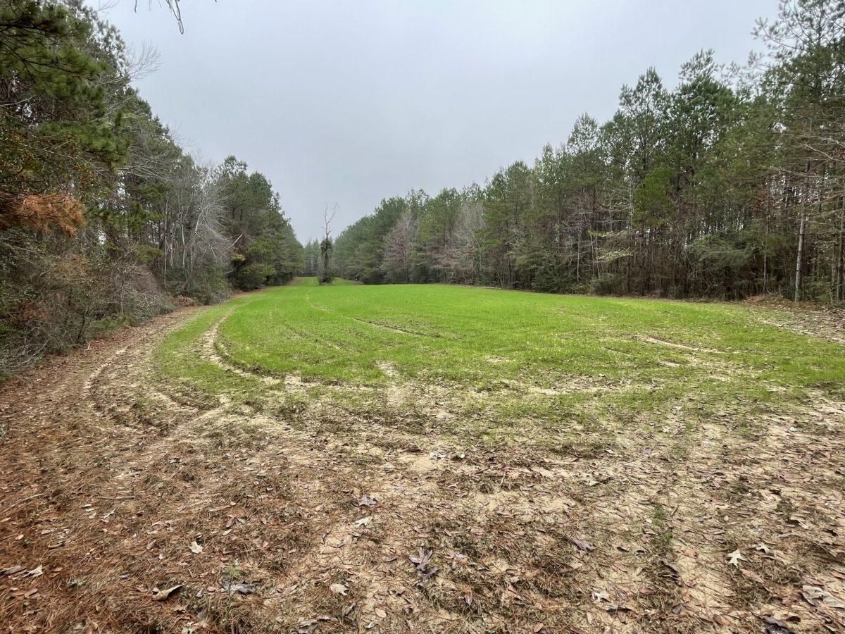 226 acres in Wayne County, Mississippi