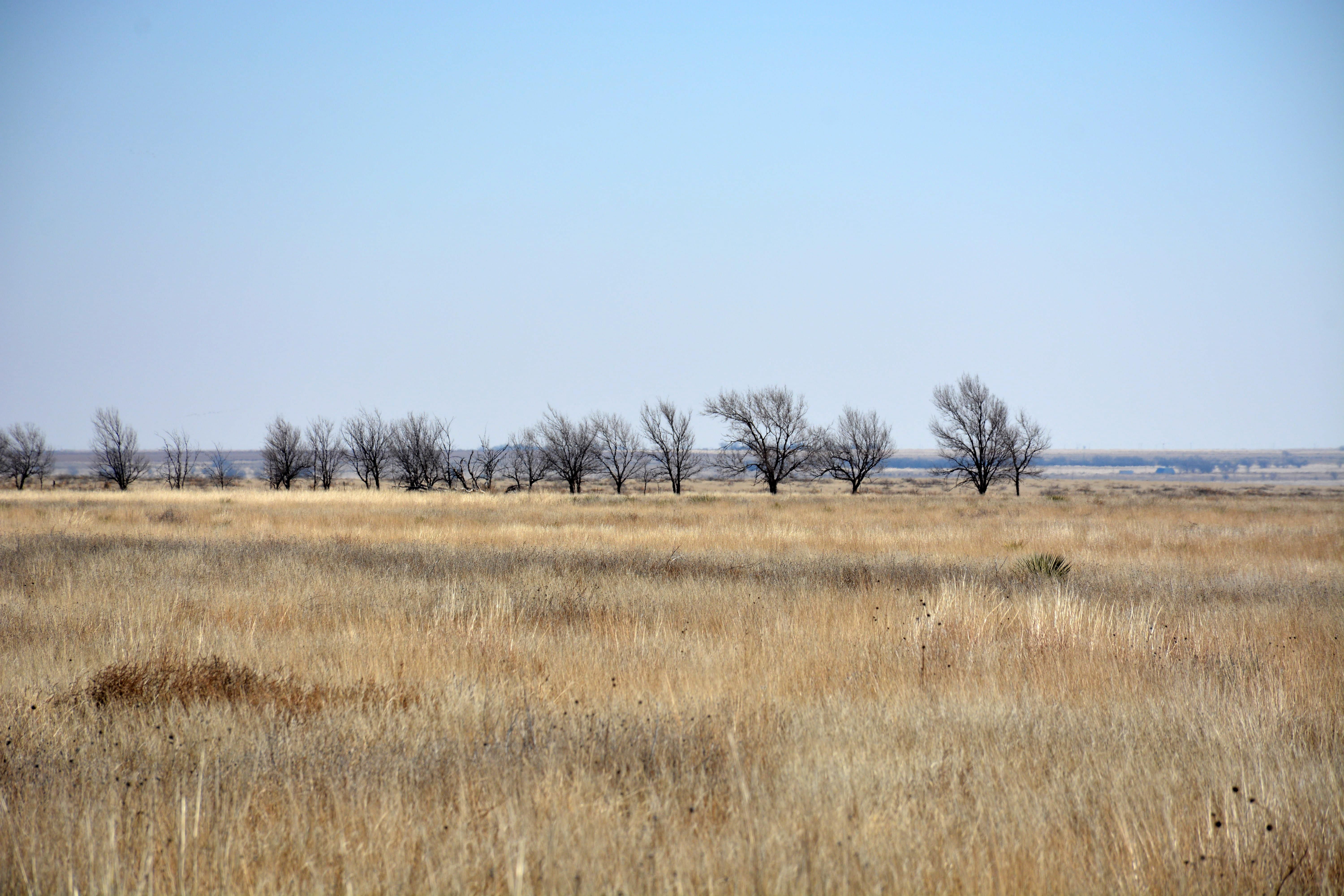 295 acres in Bailey County, Texas