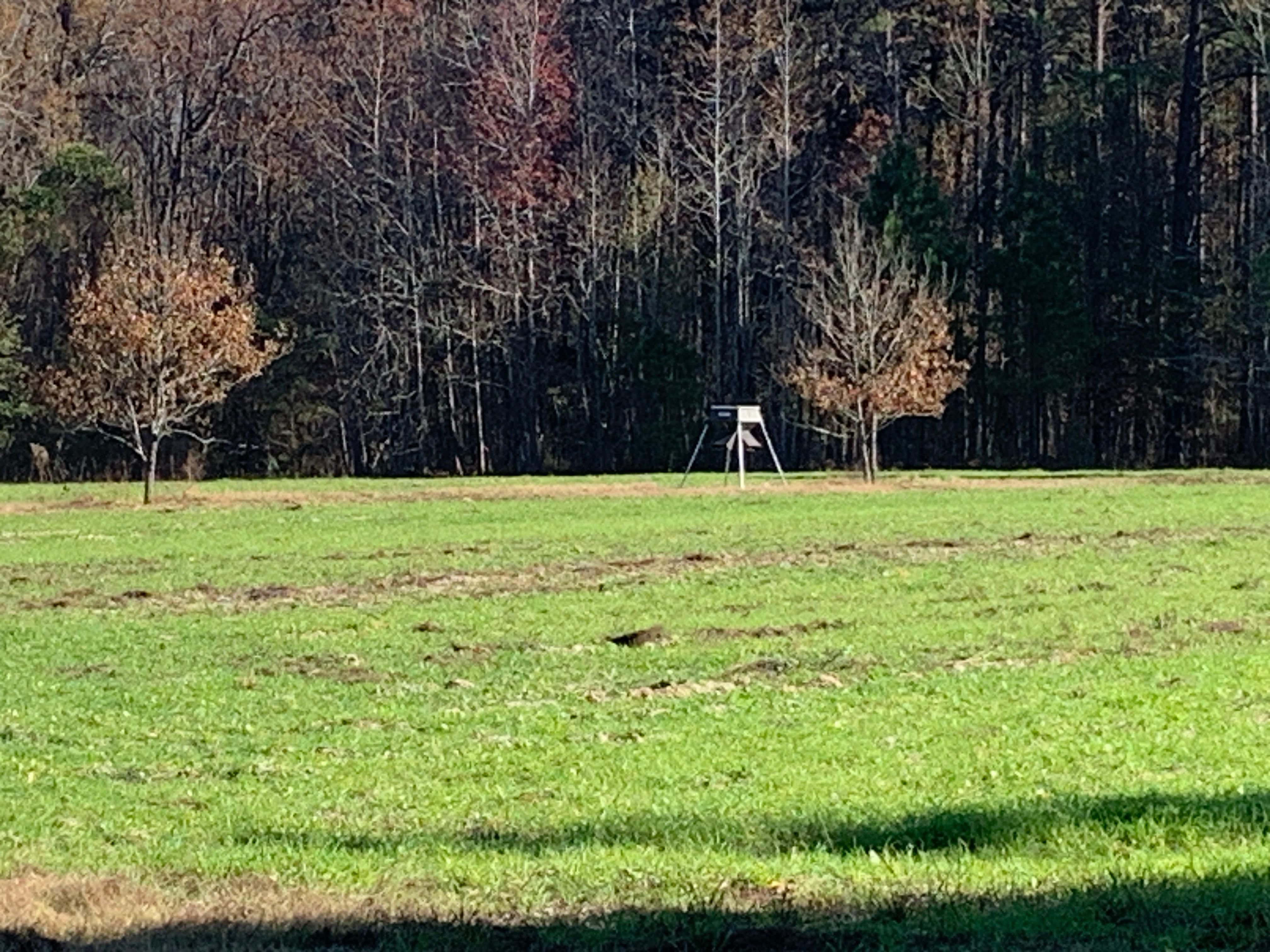 74 acres in Screven County,