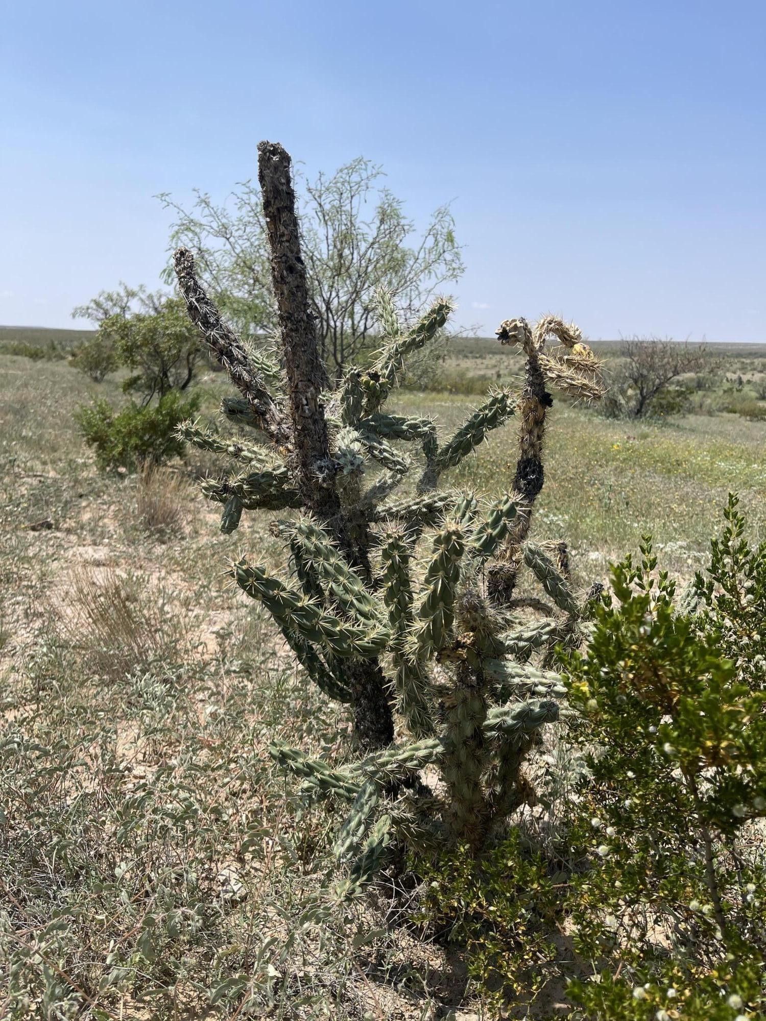 20 acres in Hudspeth County, Texas