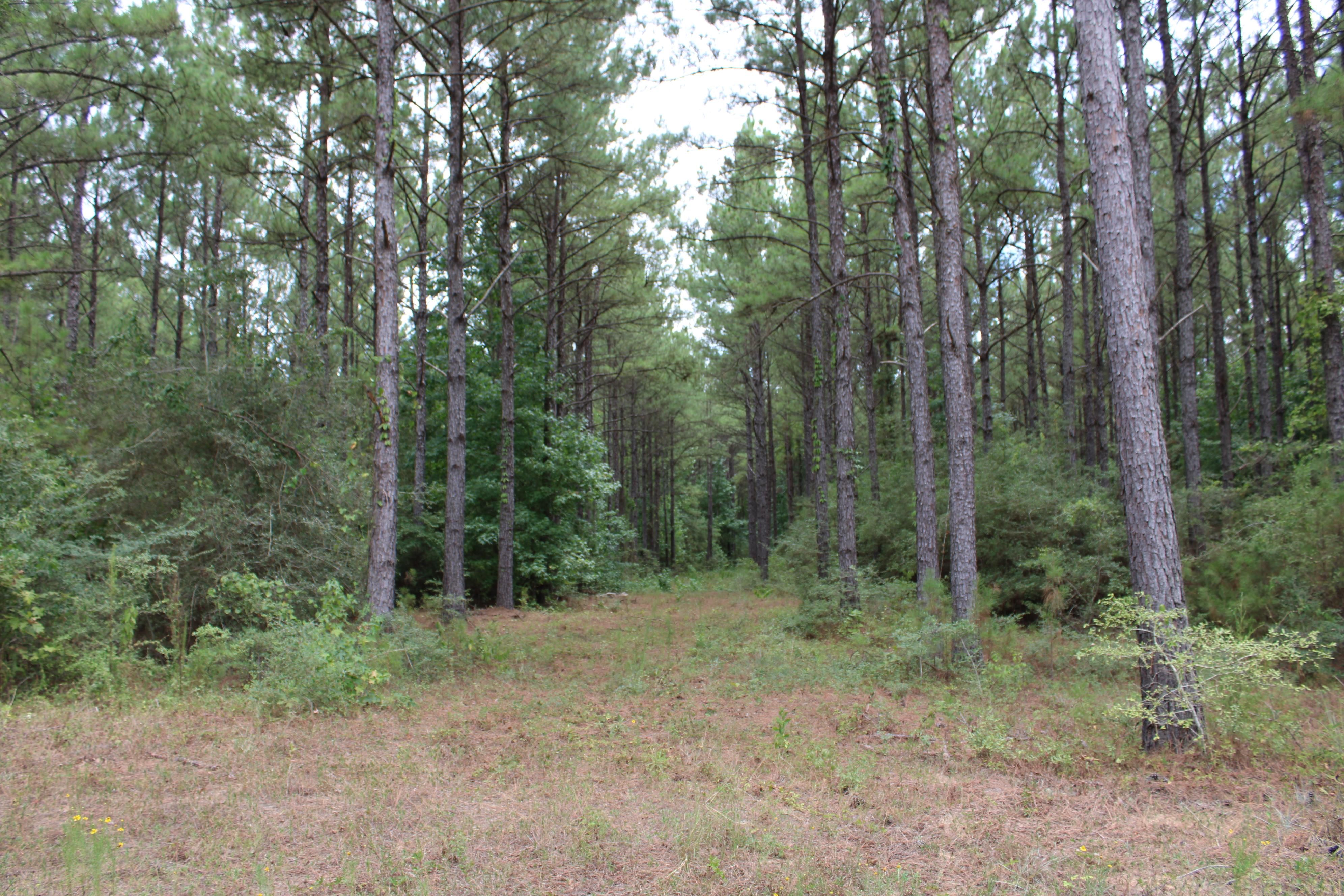 124 acres in Polk County, Texas