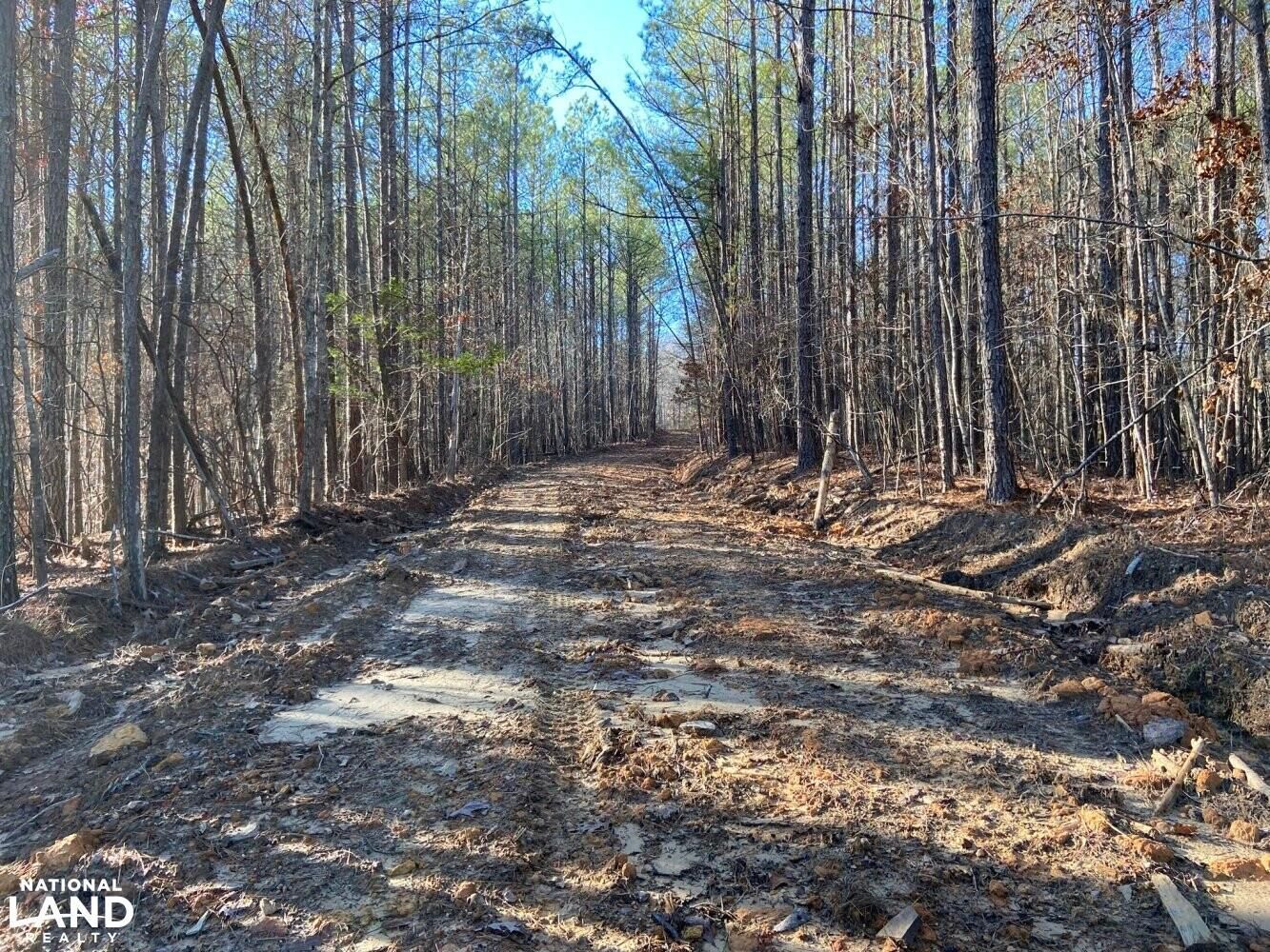 81 acres in Lamar County, Alabama