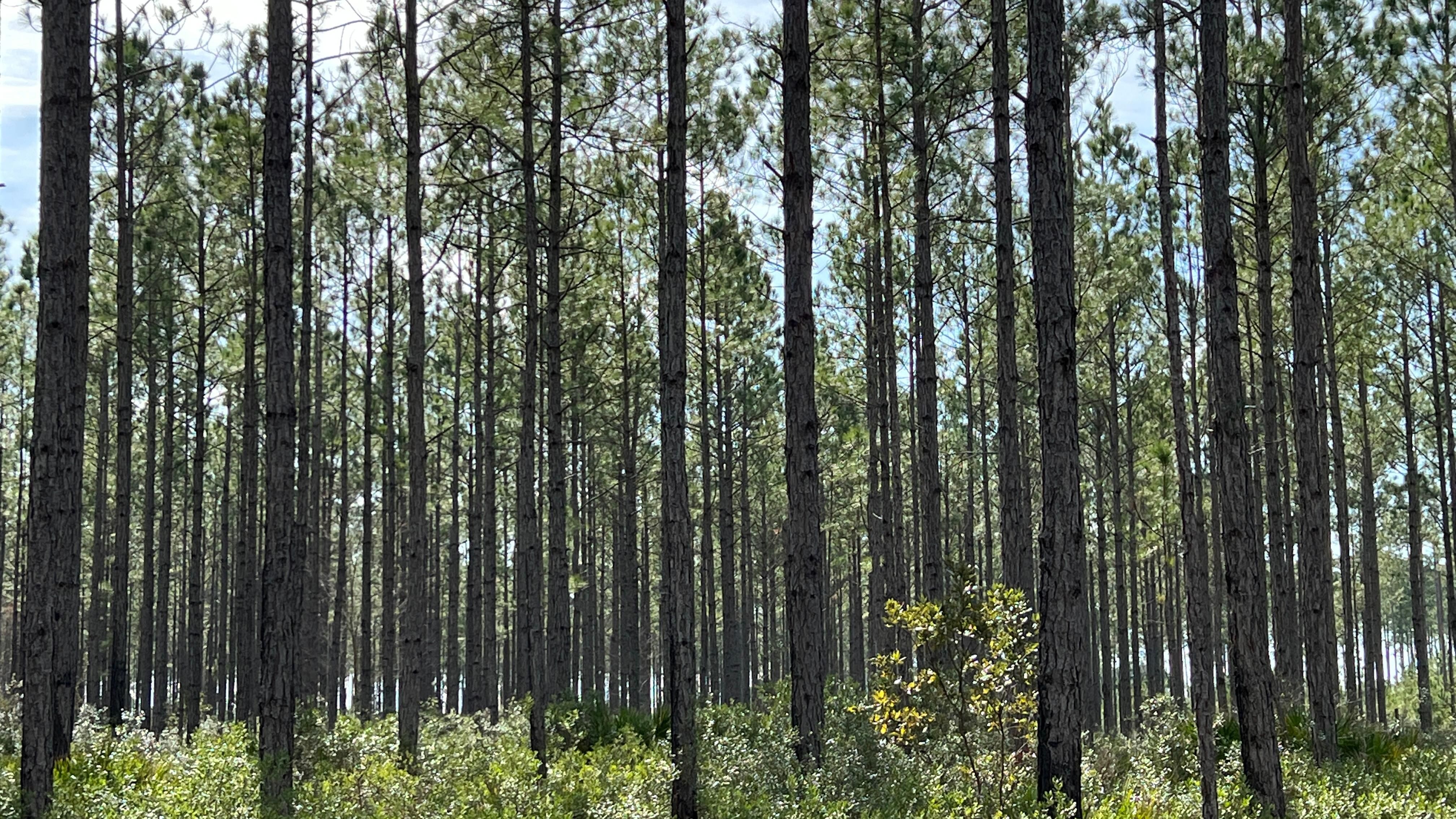 688 acres in Ware County,