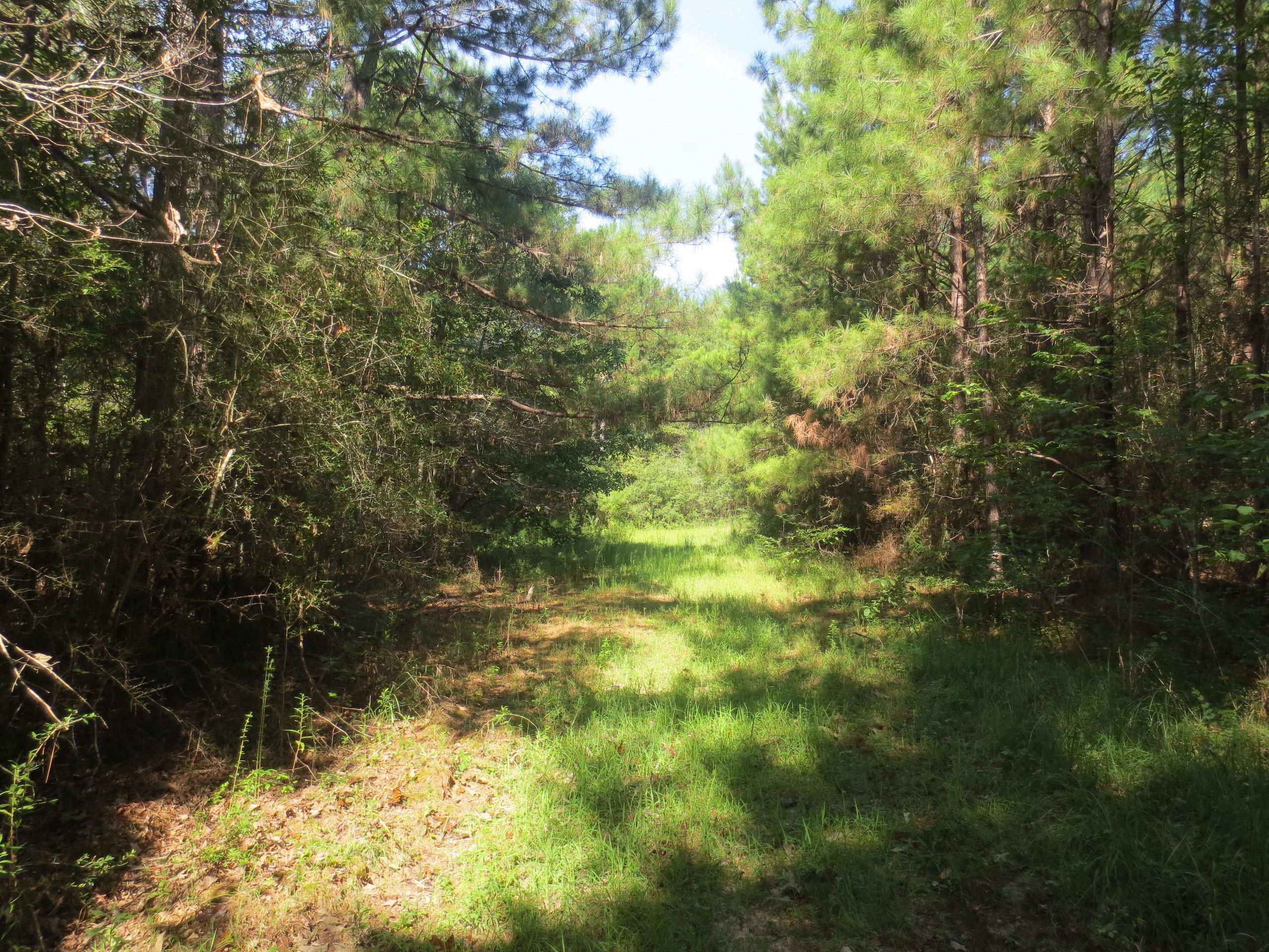 73 acres in Marion County, Mississippi
