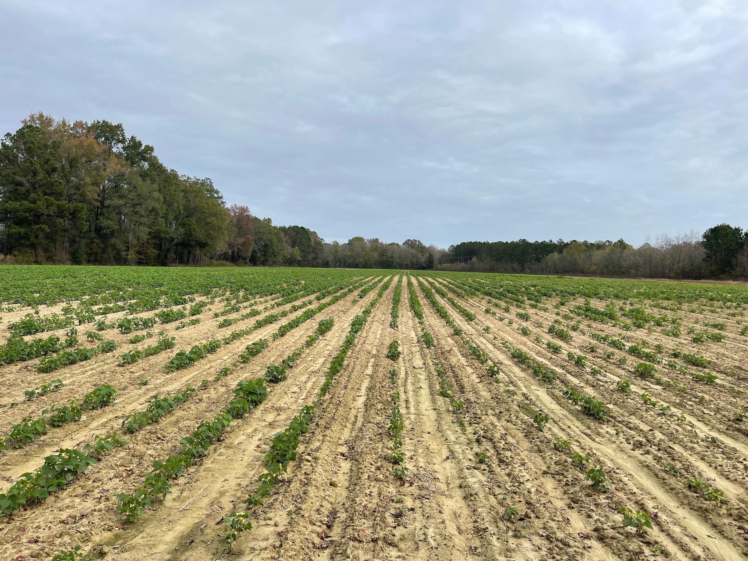 31.62 acres in Wayne County, North Carolina