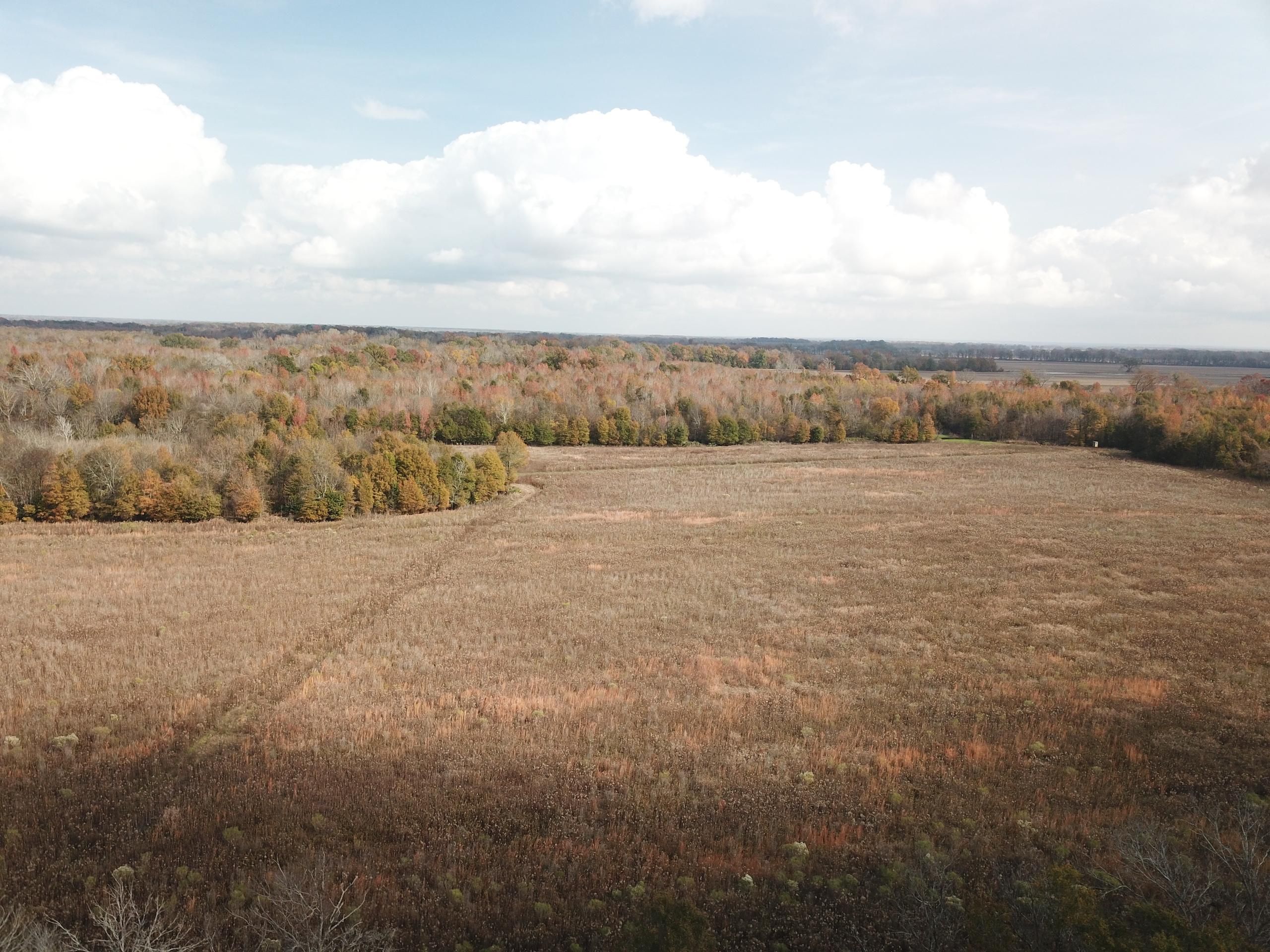 100 acres in Tensas Parish, Louisiana