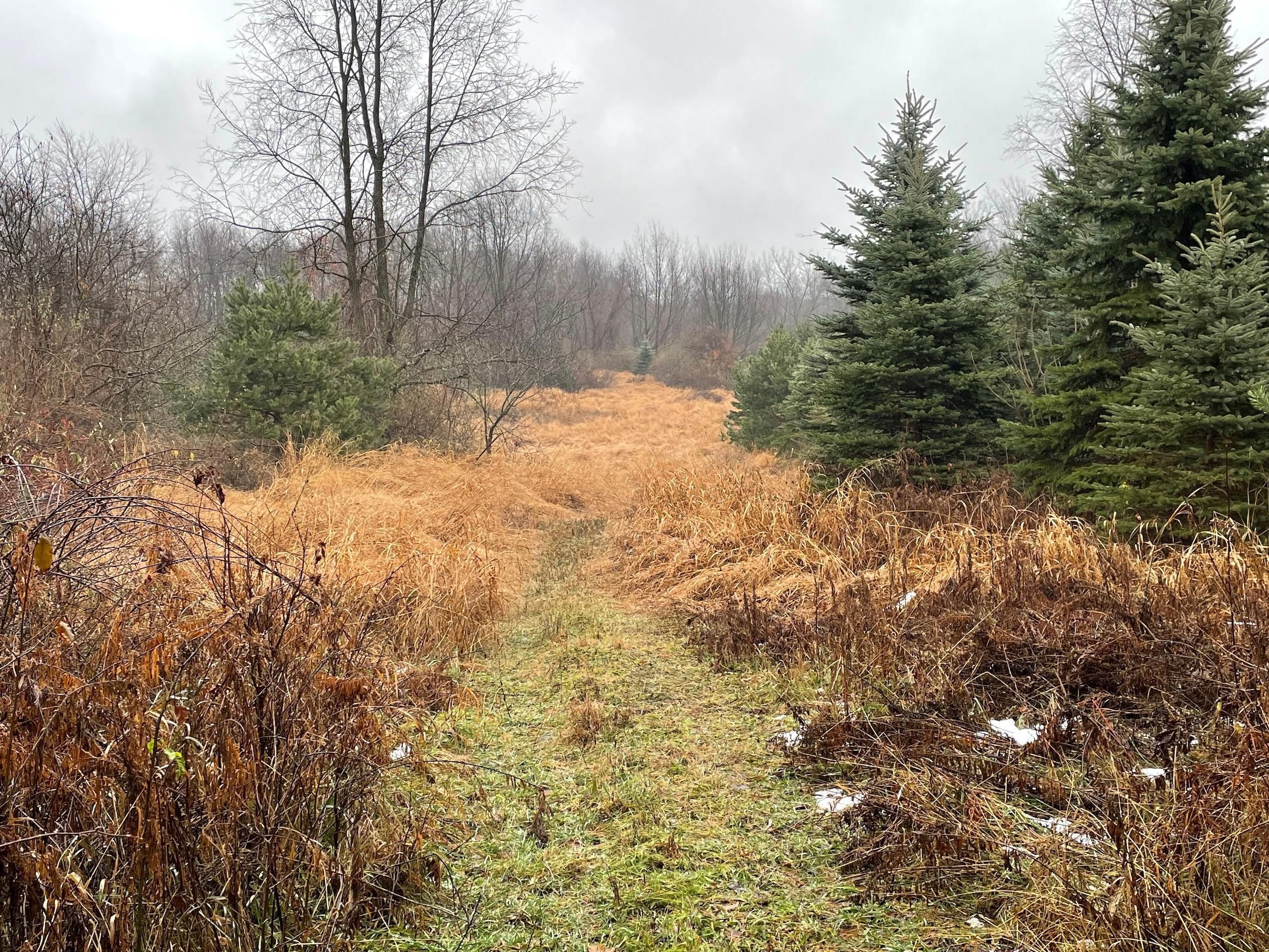 45 acres in Tuscola County, Michigan