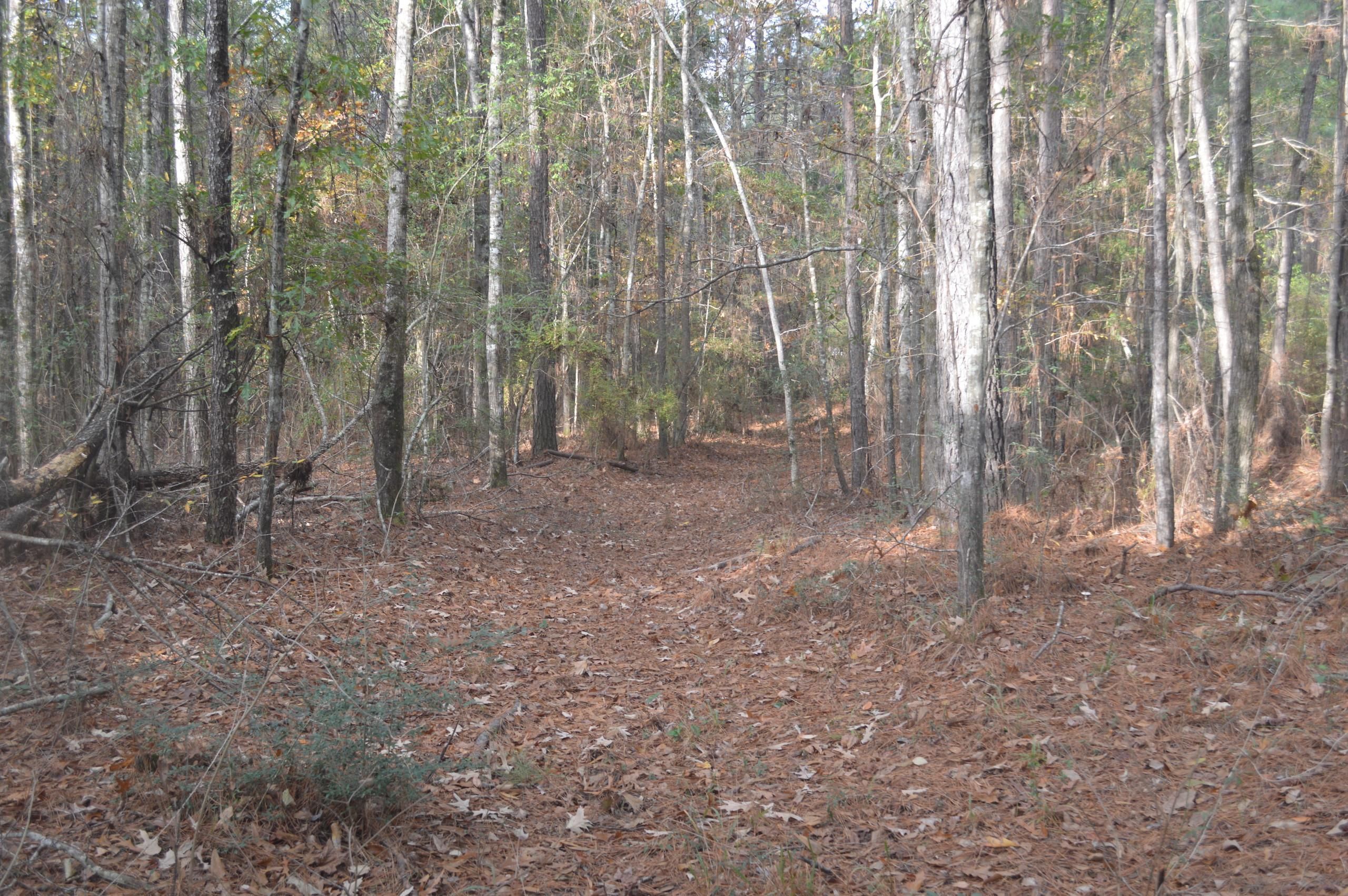 40 acres in Grant Parish, Louisiana
