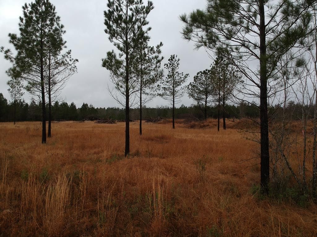20 acres in Stone County, Mississippi