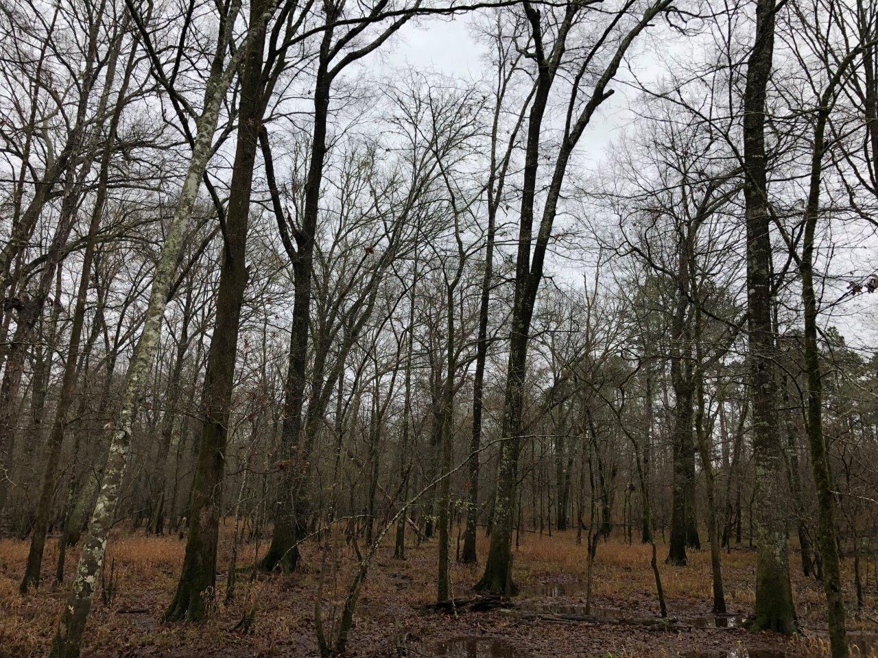 40 acres in Clark County, Arkansas