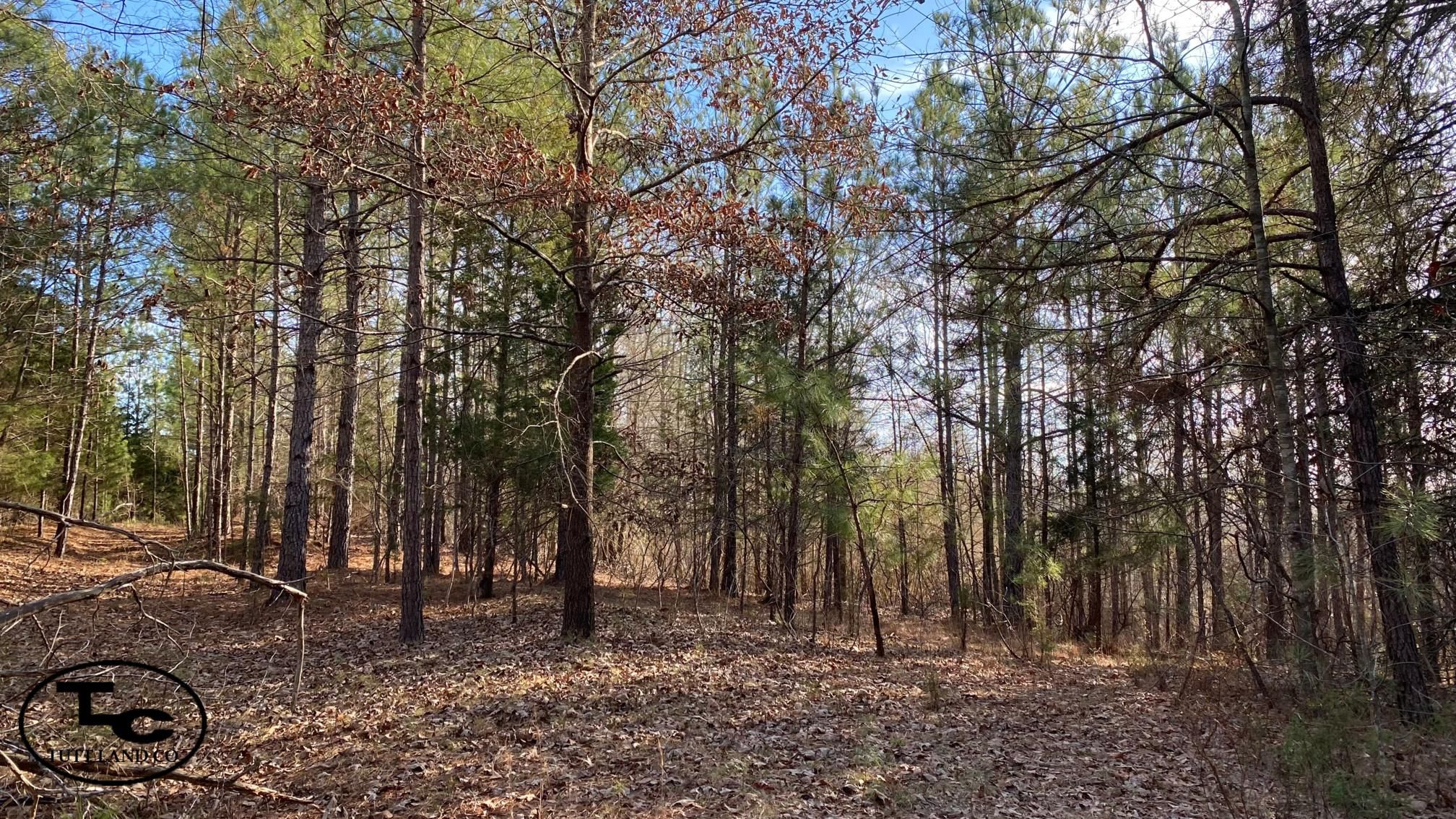 20 acres in Lamar County, Alabama