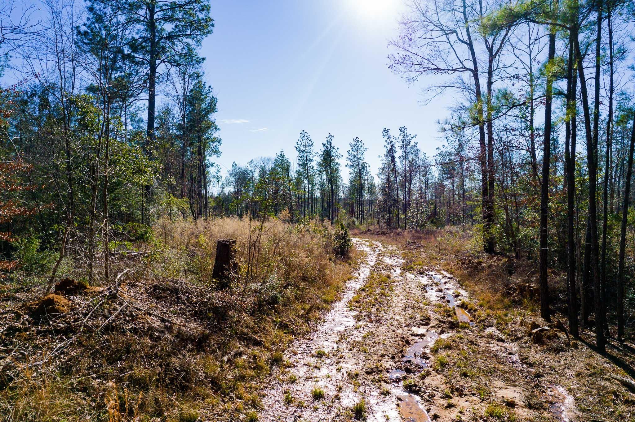 79 acres in Jasper County, Texas