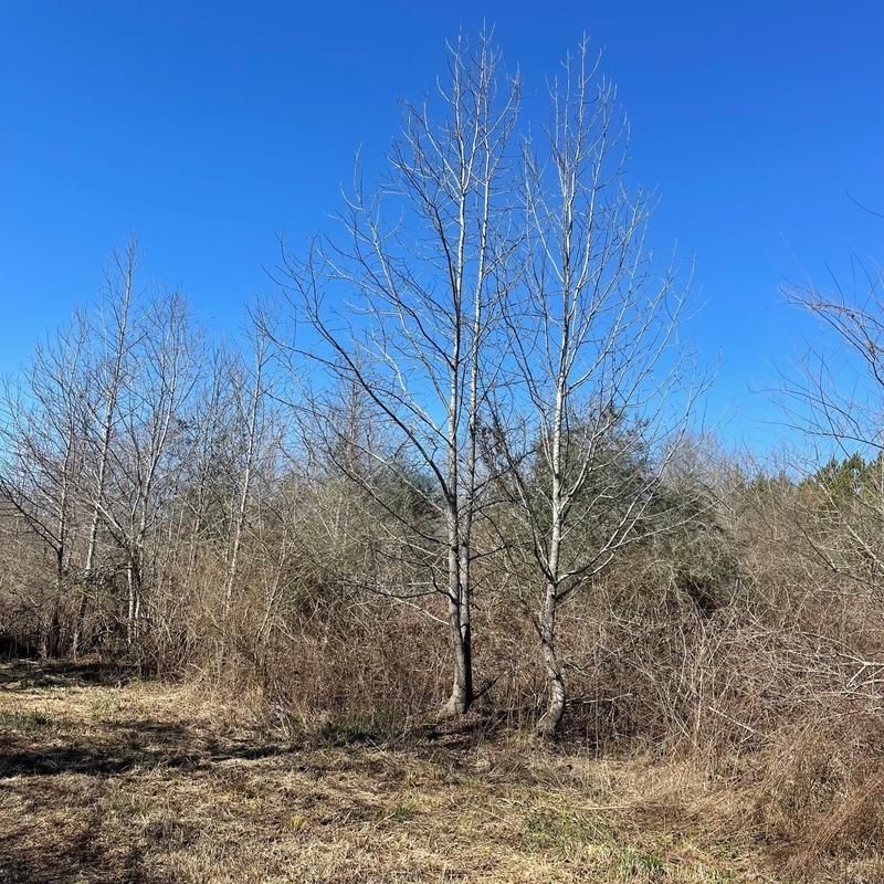 20 acres in Walthall County, Mississippi