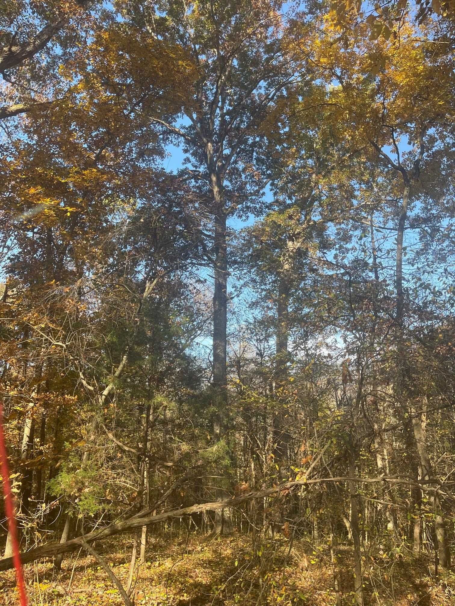 10 acres in Lawrence County, Alabama