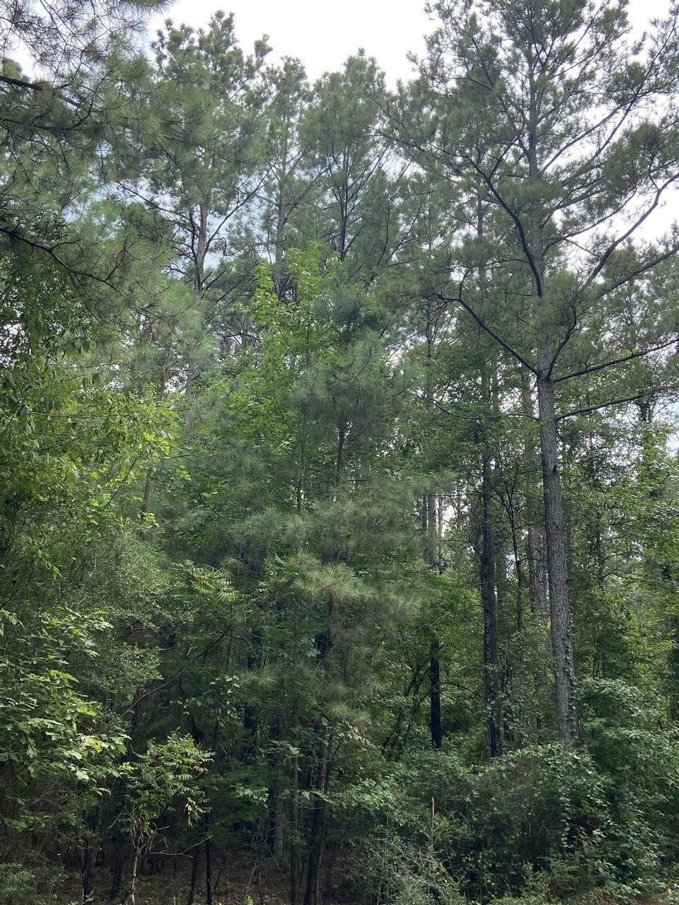 82 acres in Bienville Parish, Louisiana