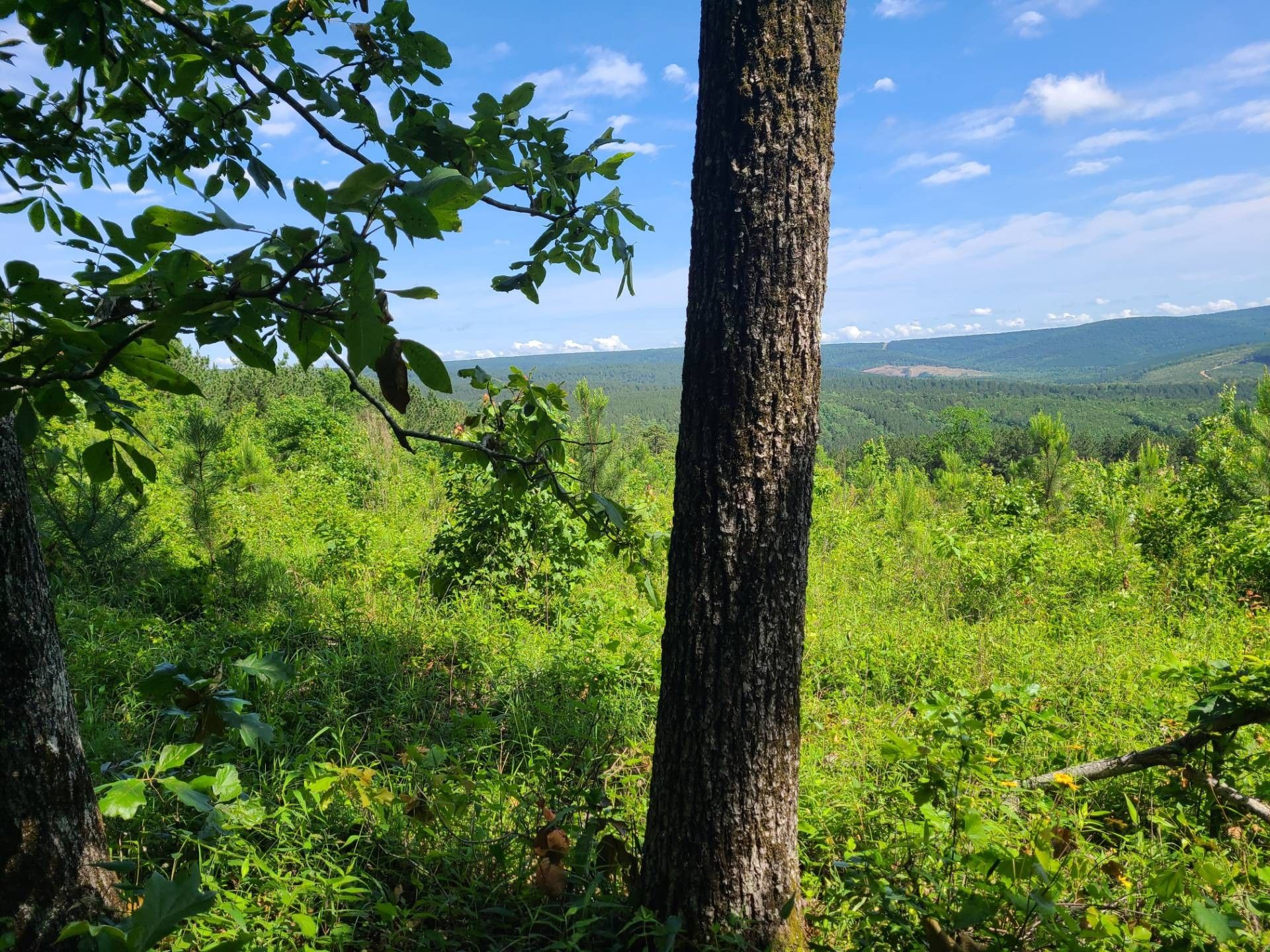 20 acres in Le Flore County, Oklahoma