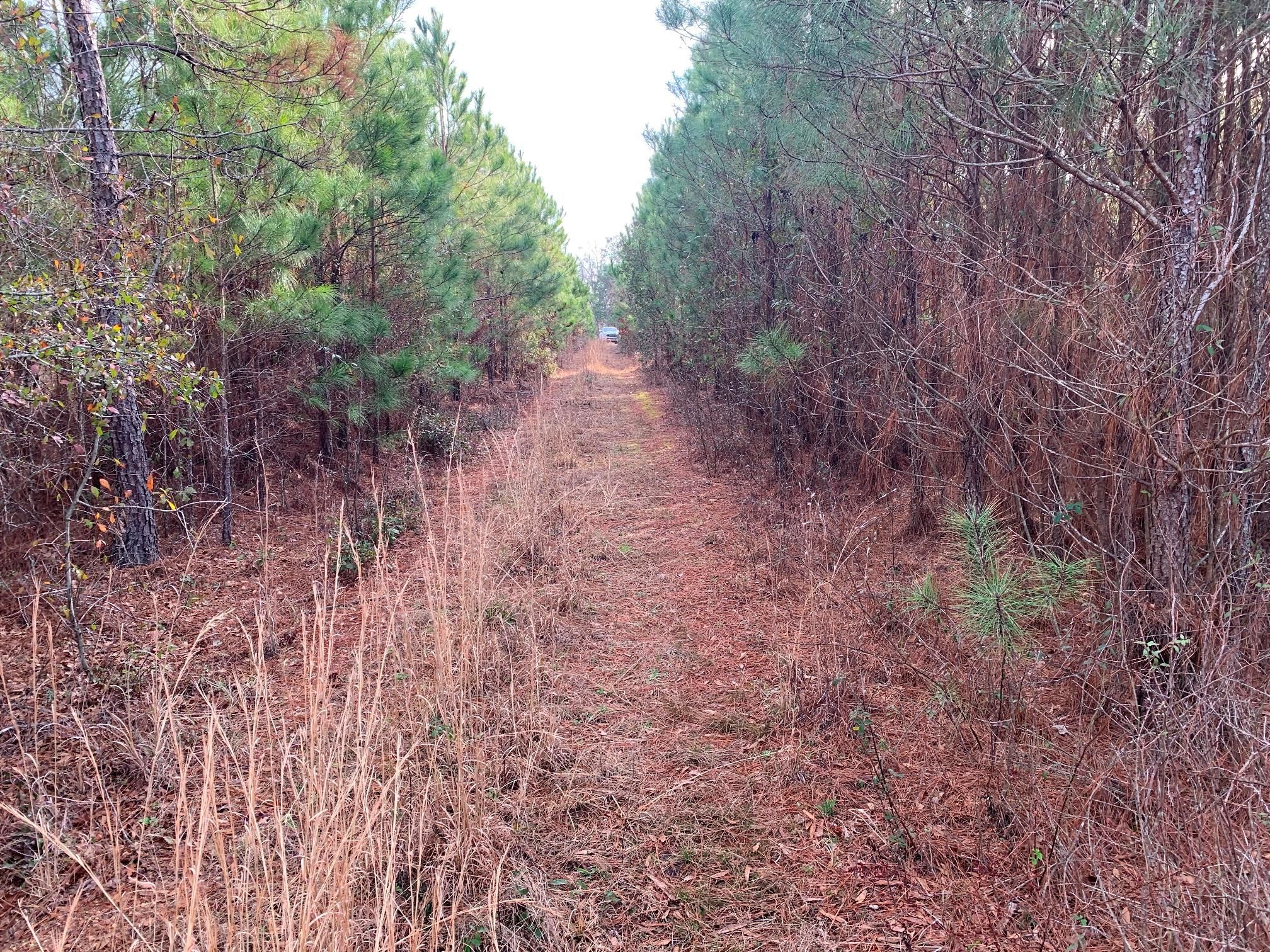 10 acres in Screven County,