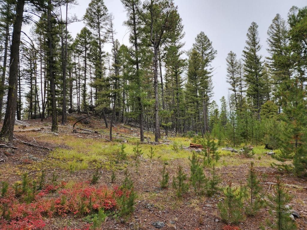 20 acres in Powell County, Montana