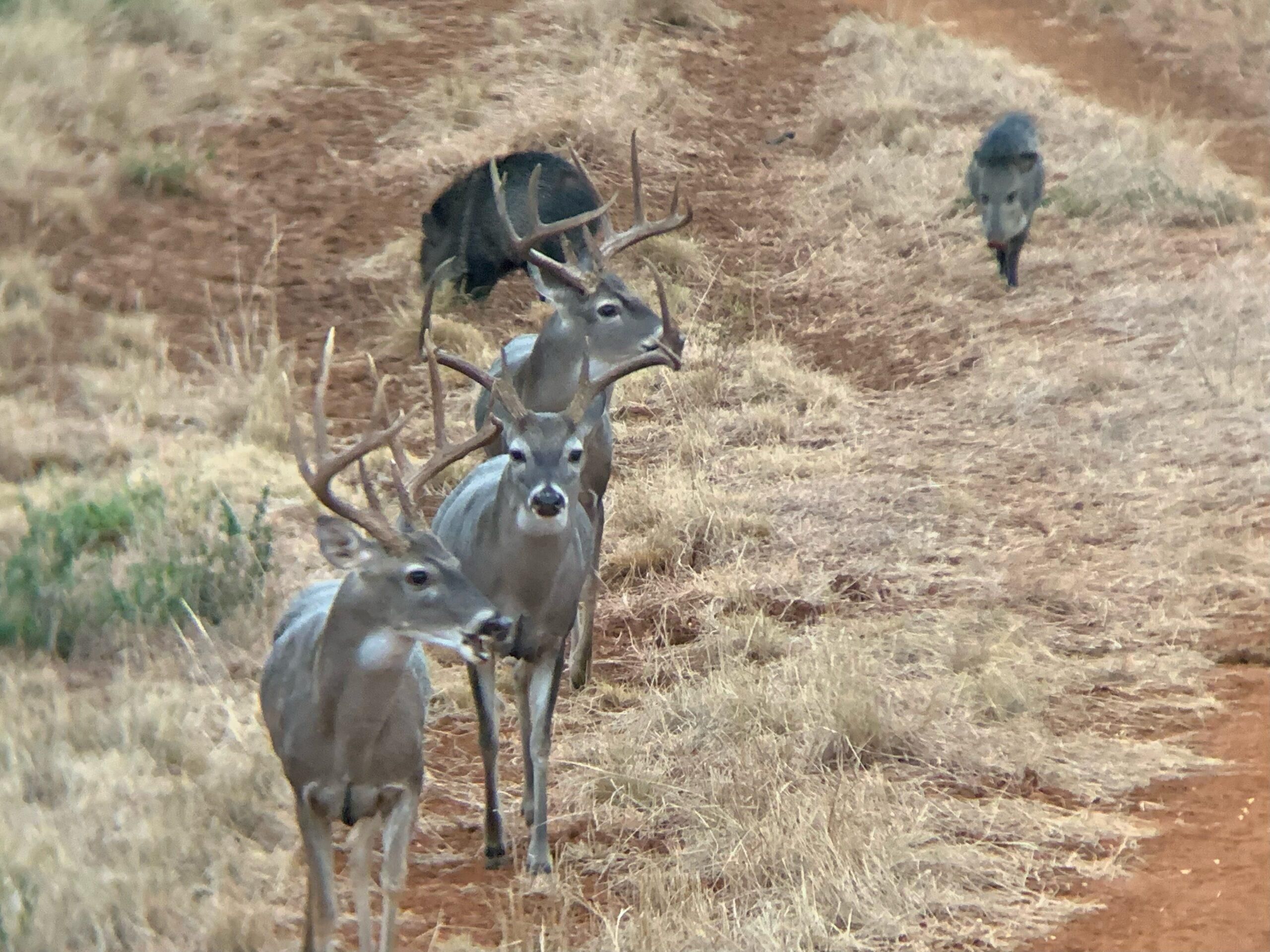 1,492 acres in Dimmit County, Texas