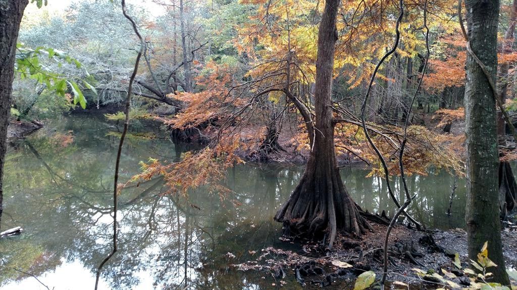 40 acres in Baker County,