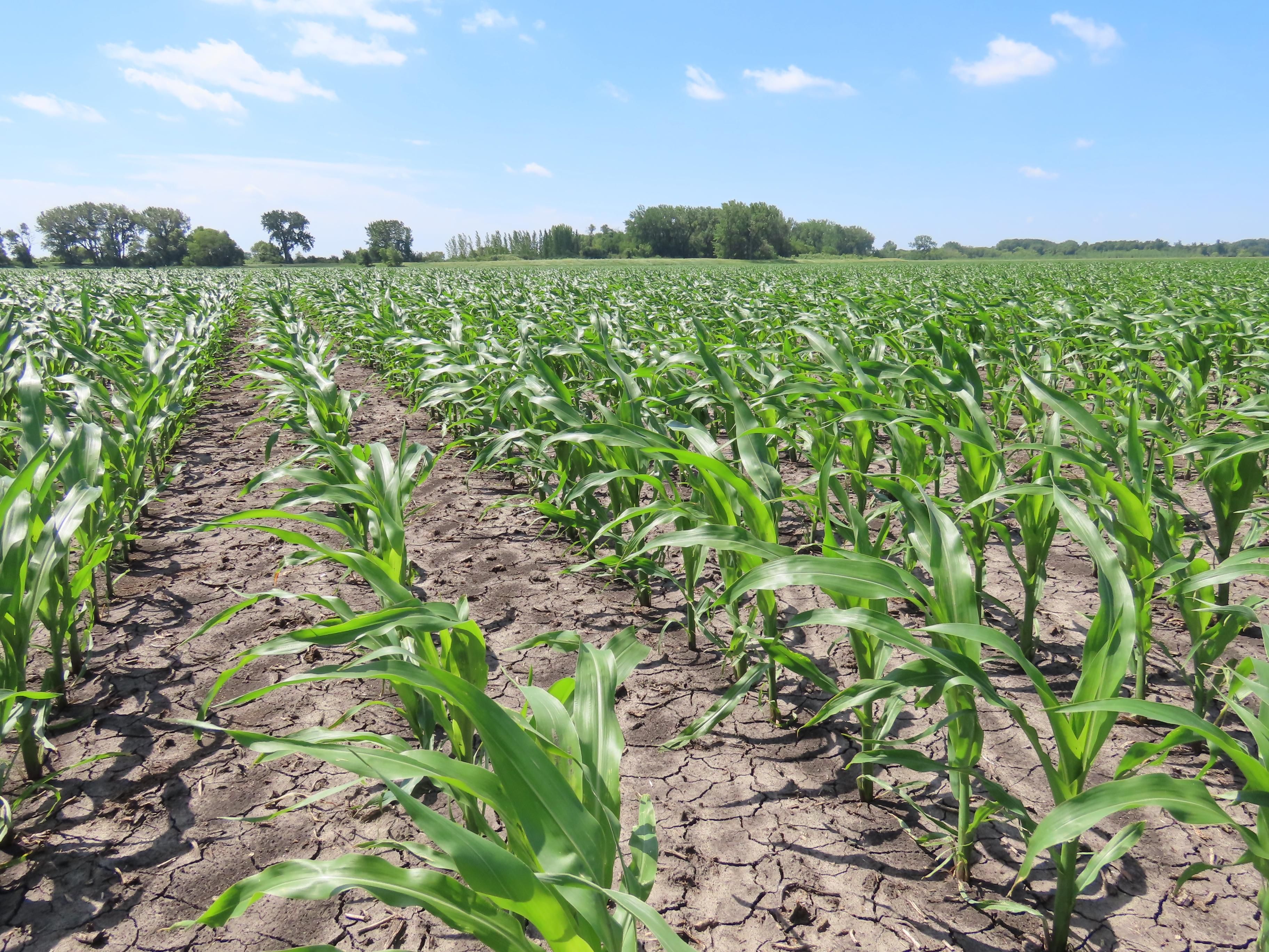 120 acres in Norman County, Minnesota