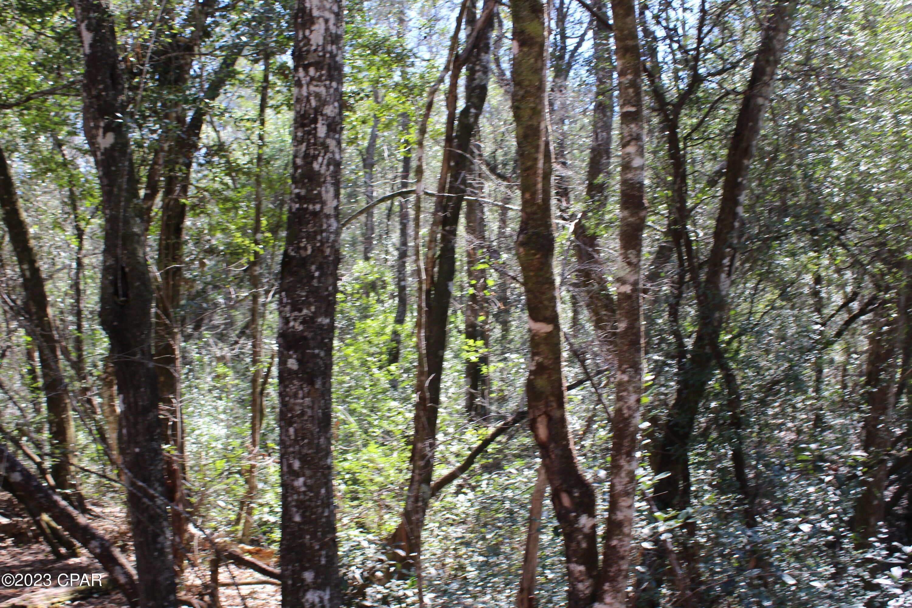 41 acres in Washington County, Florida