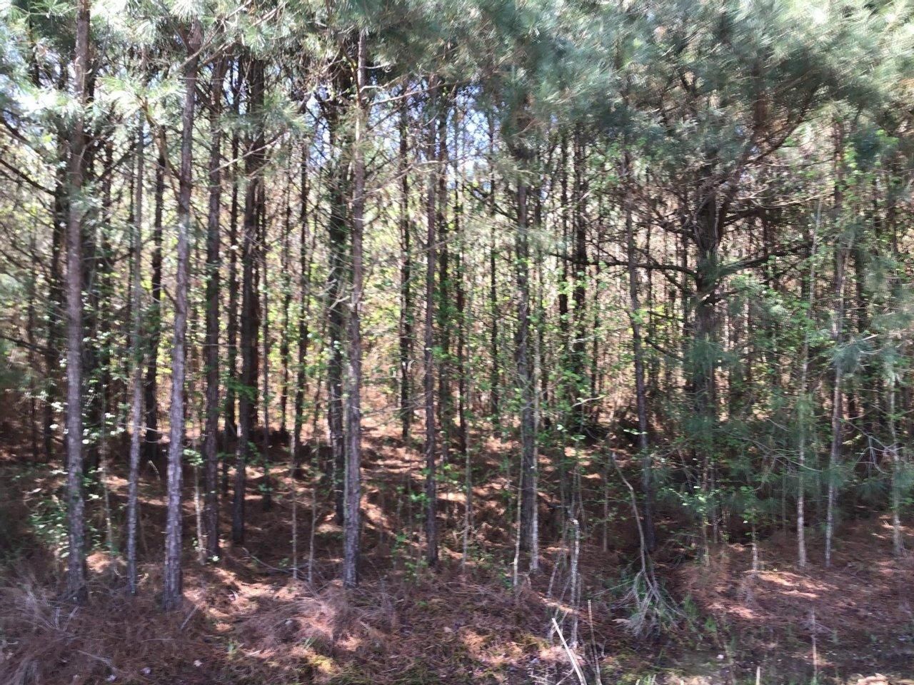 40 acres in Hempstead County, Arkansas