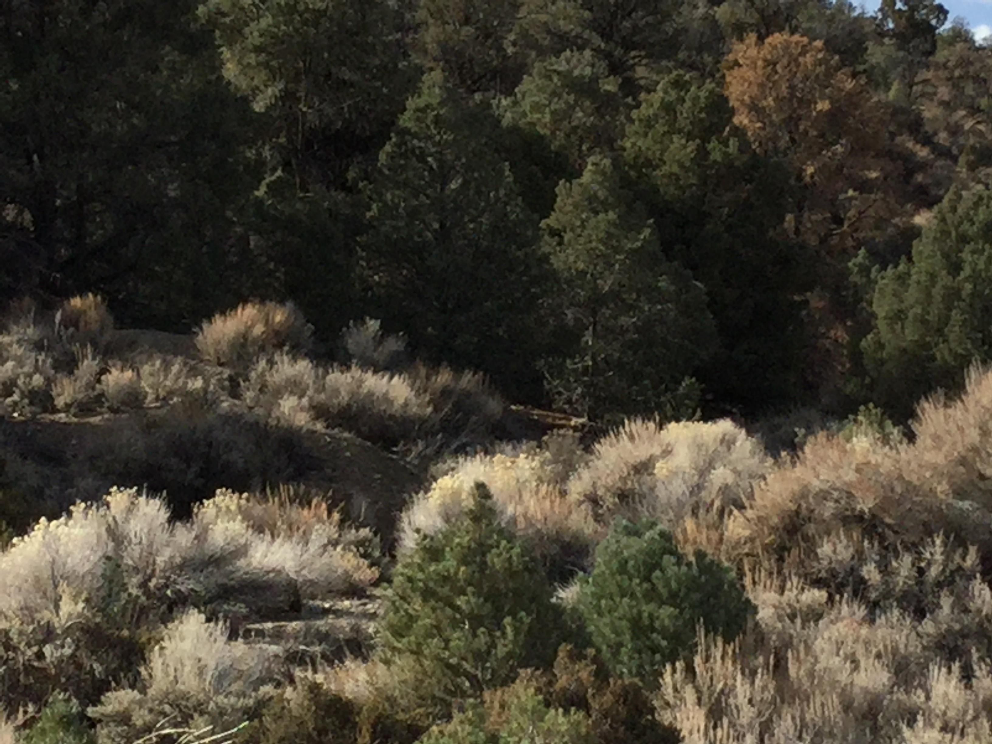 20.66 acres in Lida, NV, 89013 MLS Exclusive