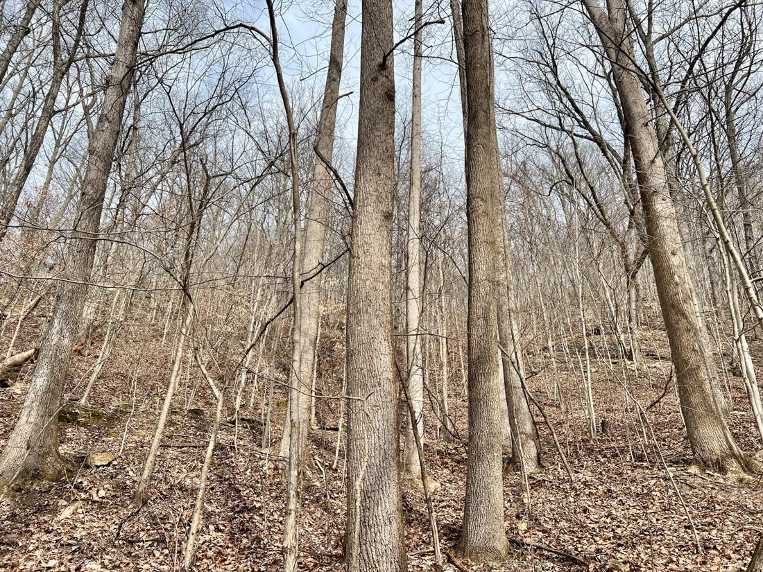 40 acres in Logan County, West Virginia