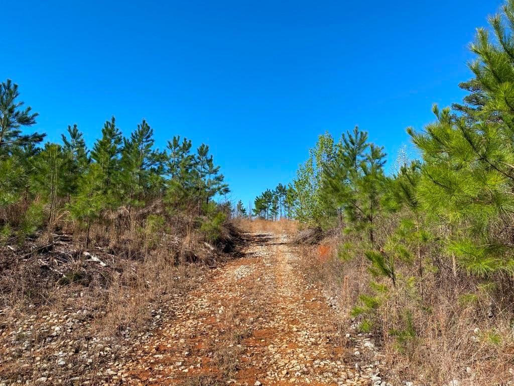 126 acres in Iuka, MS, 38852 MLS 7637 Tishomingo County, MS