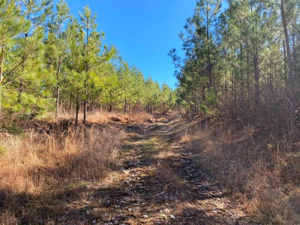 124 acres in Tishomingo County, Mississippi