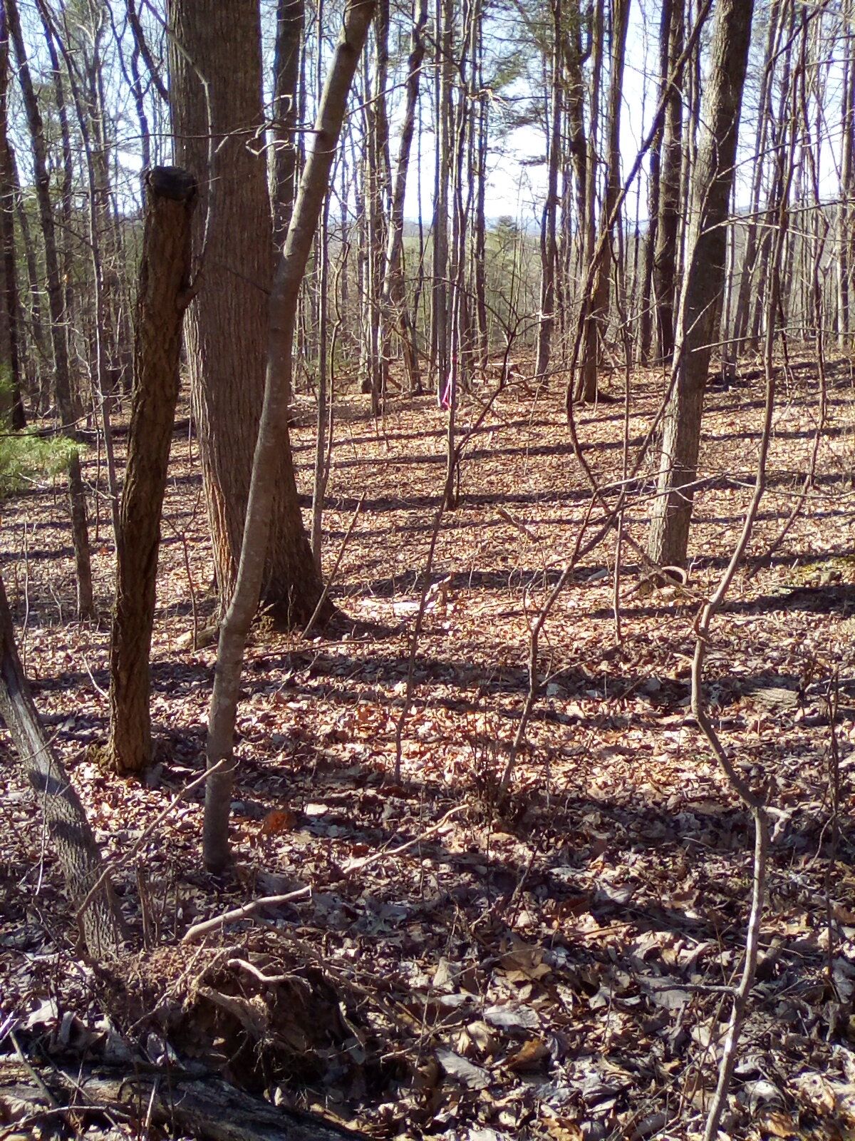 5 acres in Wythe County, Virginia