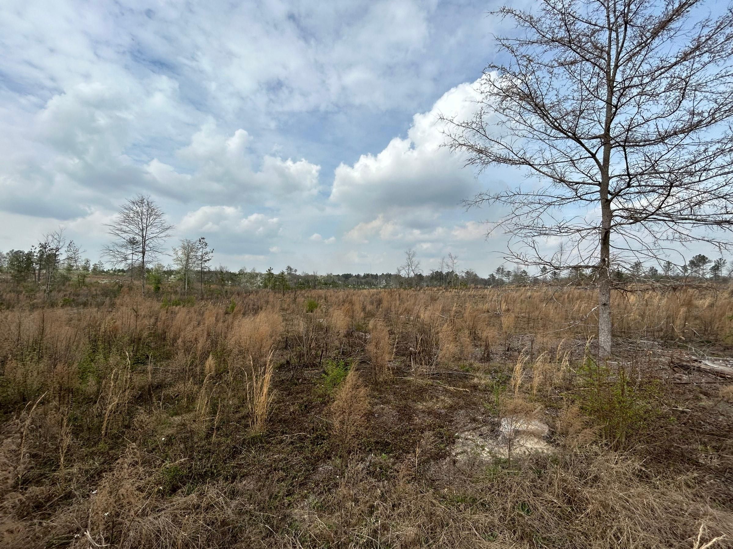 53 acres in Baldwin County,