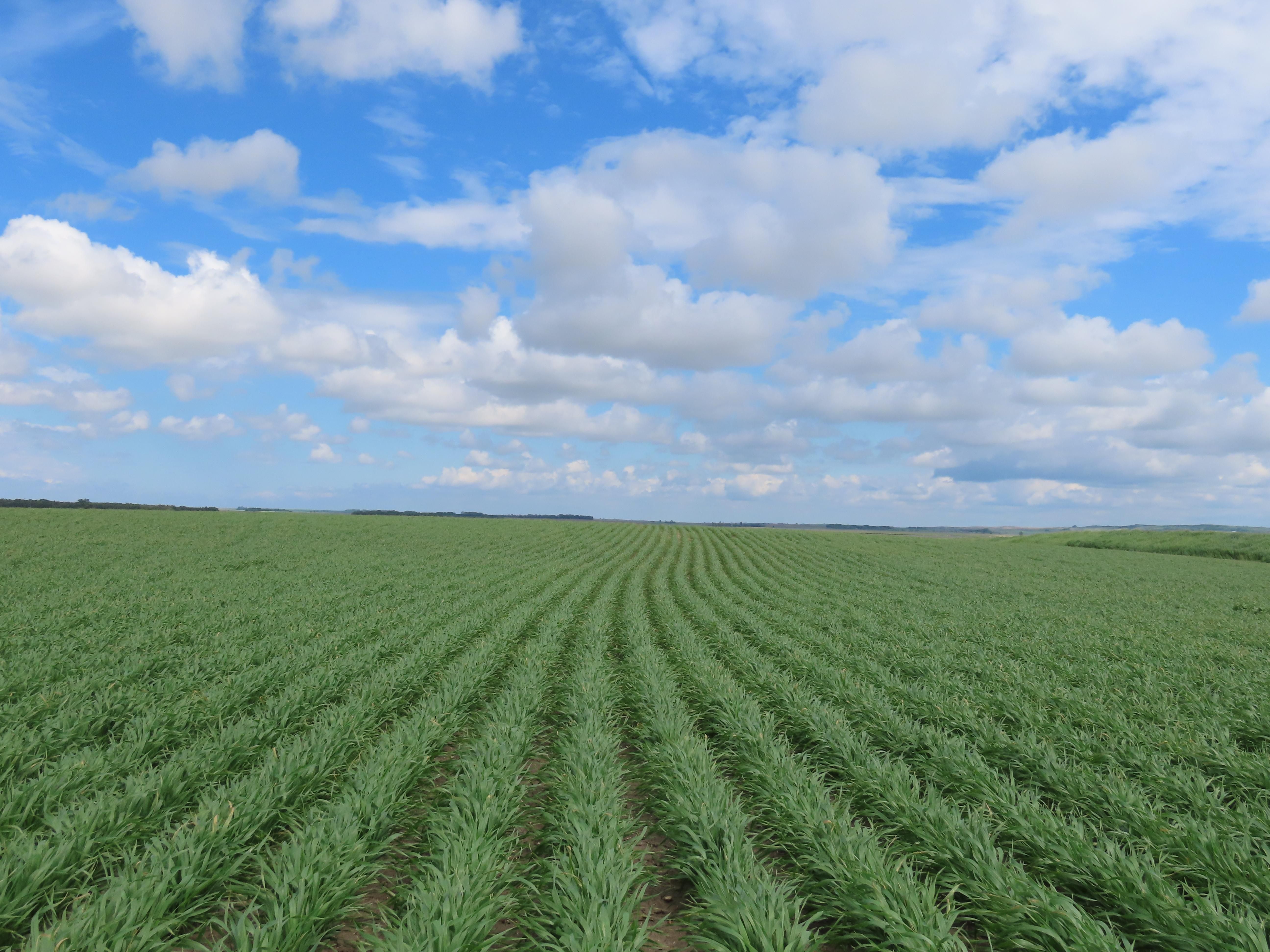 596.69 acres in Pierce County, North Dakota