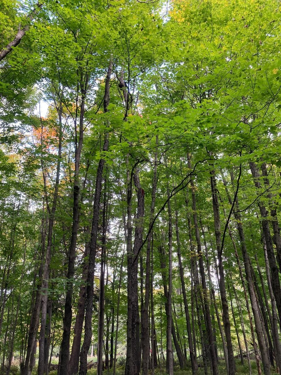 120 acres in Lincoln County, Wisconsin