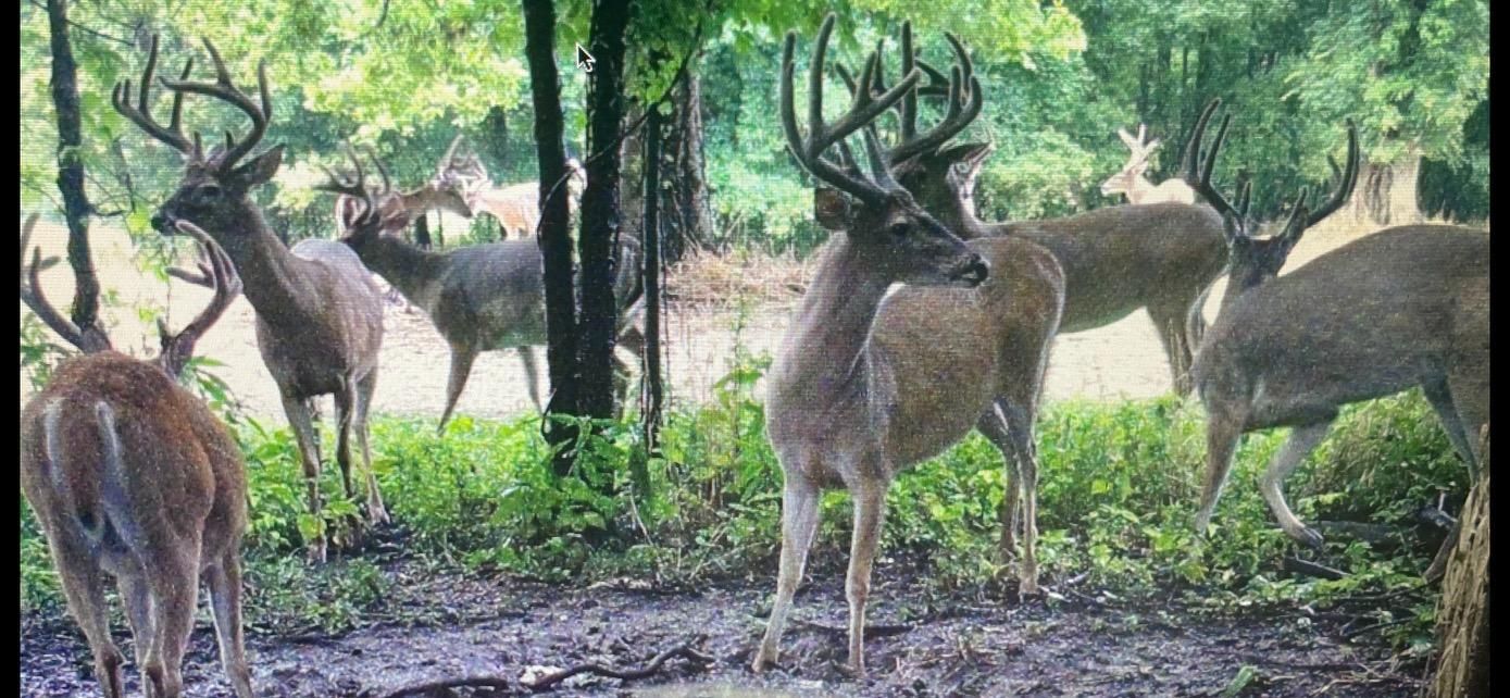 3,000 acres in Lake Cormorant, MS, 38641 MLS Cow Island B