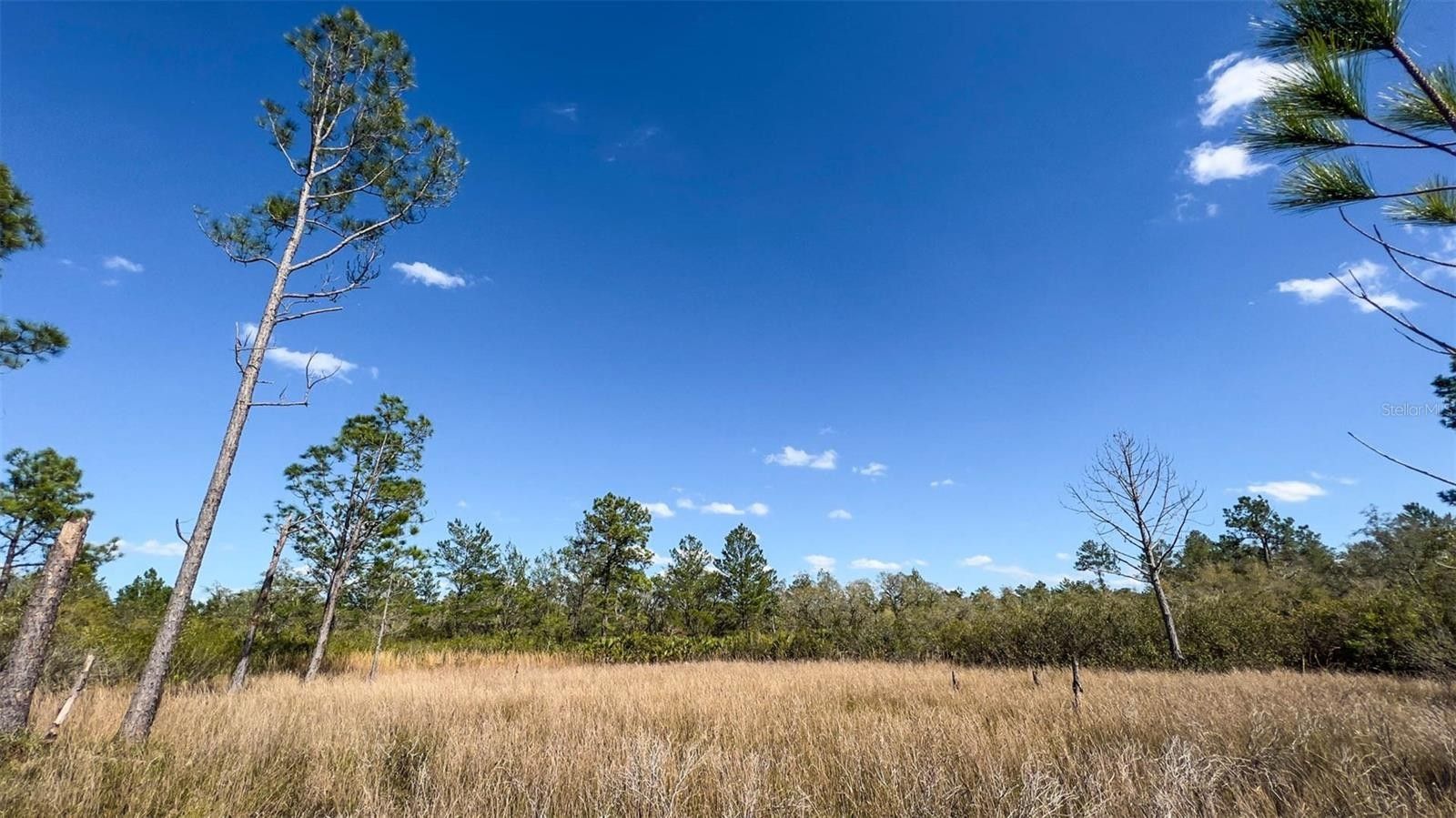 63 acres in Lake County, Florida