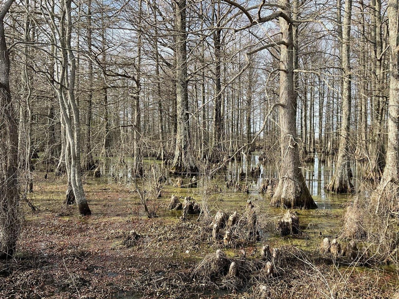 40 acres in Quitman County, Mississippi