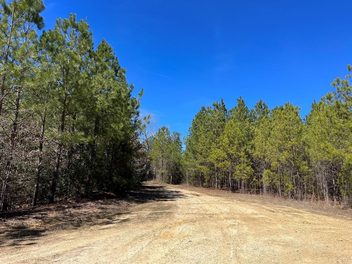 79.5 acres in Dinwiddie County, Virginia