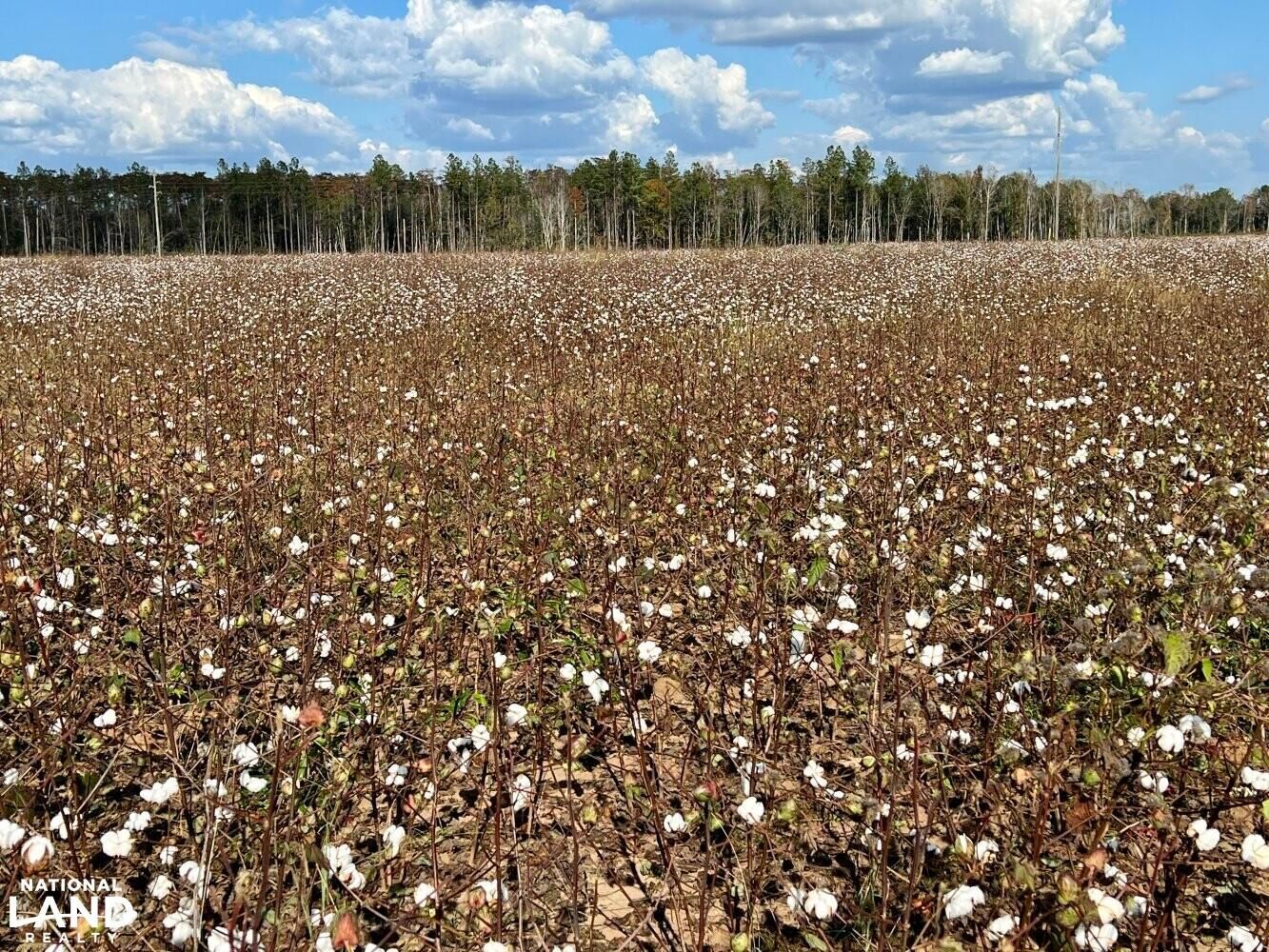 290 acres in Escambia County, Alabama