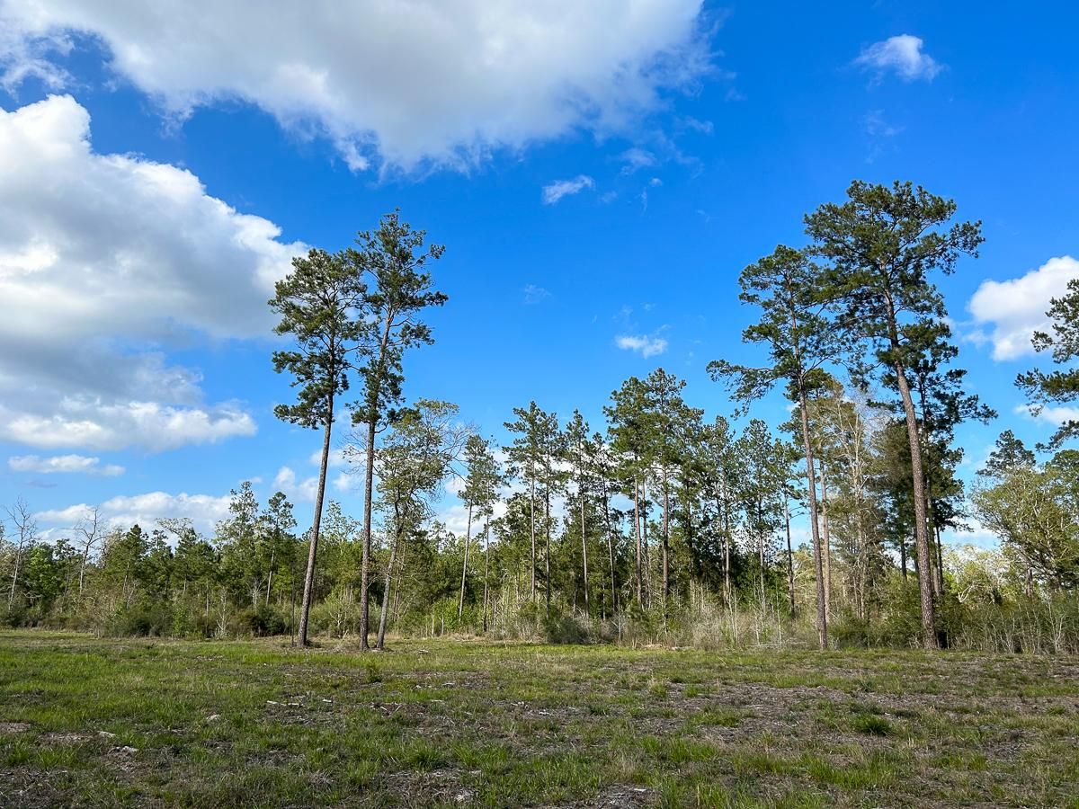 31 acres in Angelina County, Texas