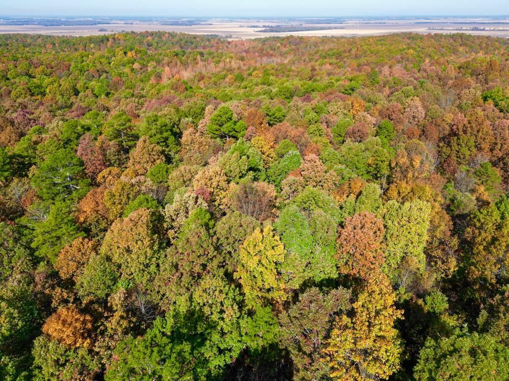 000 Greene 125 Road, Beech Grove, AR 72450 MLS Greene 80