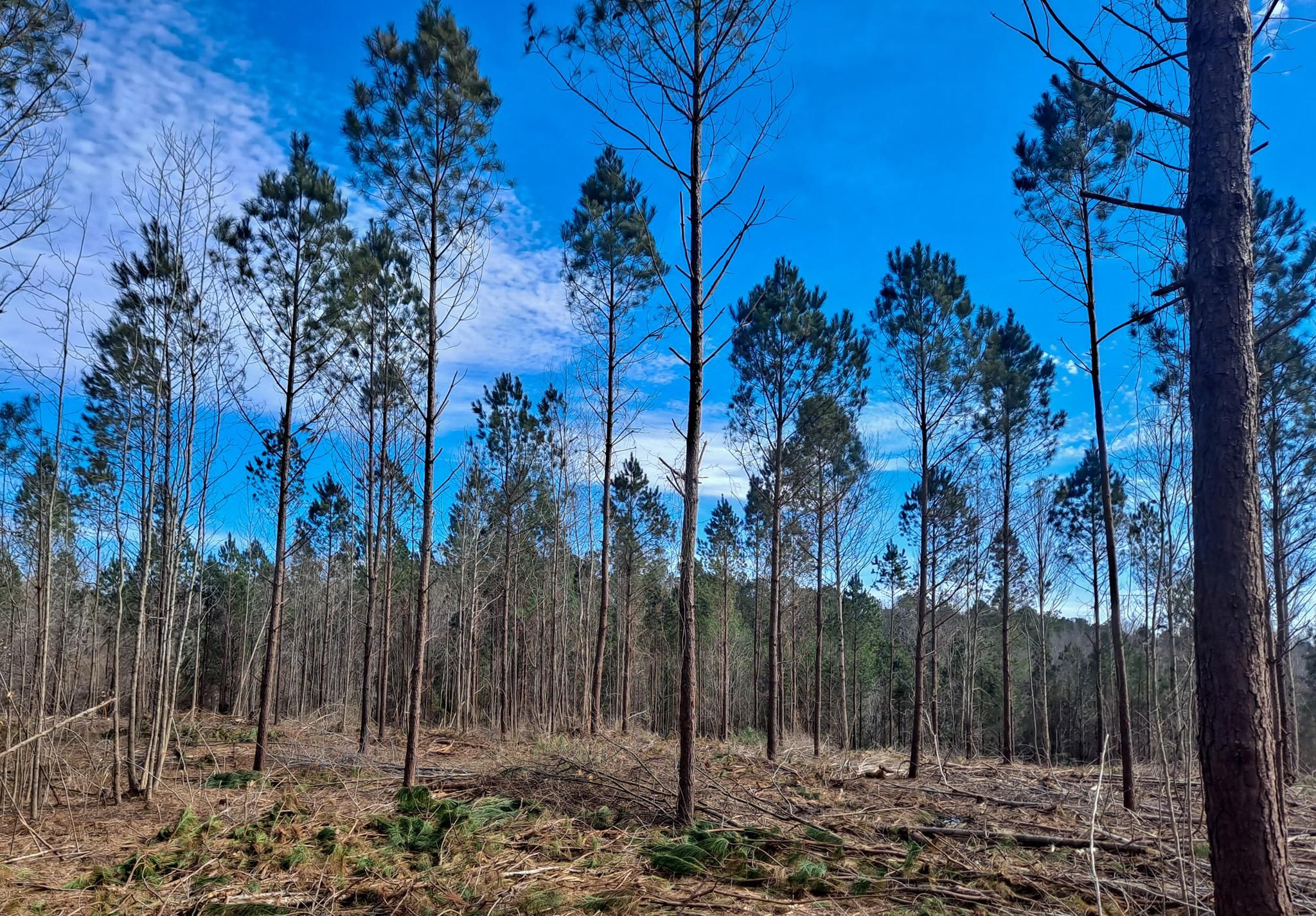 11 acres in Walker County, Alabama