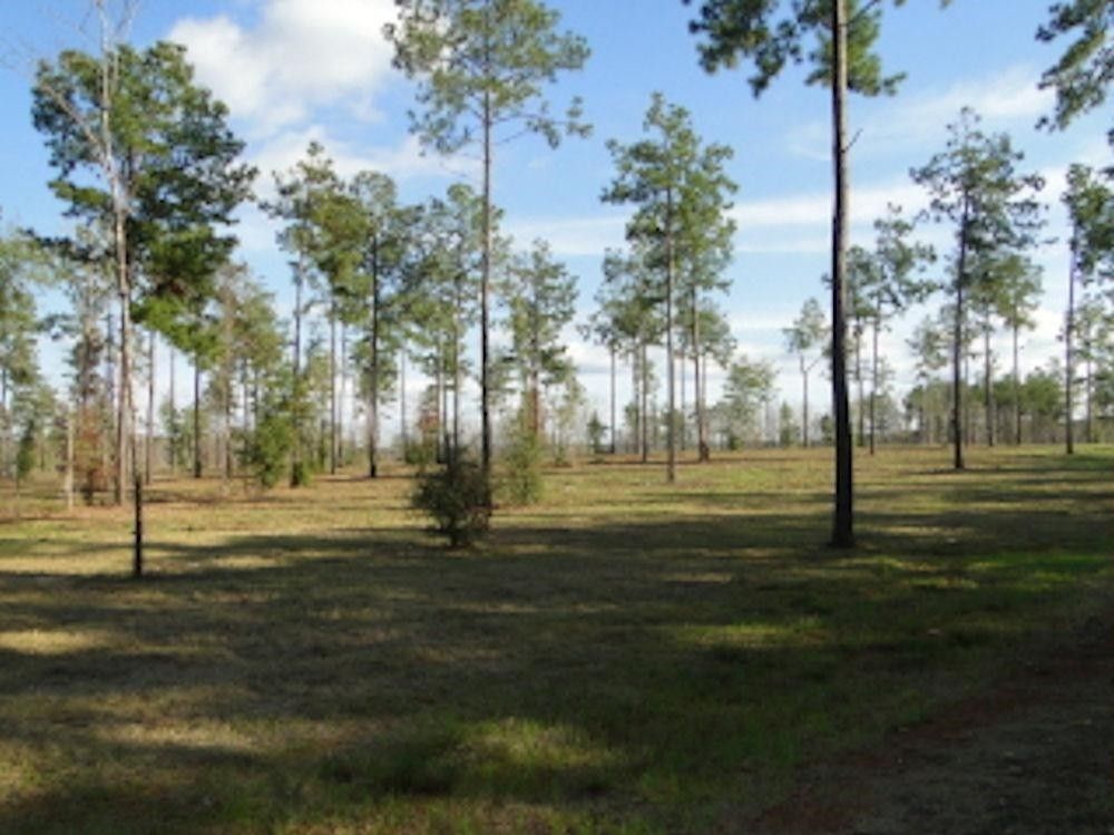 1.5 acres in Sabine County, Texas