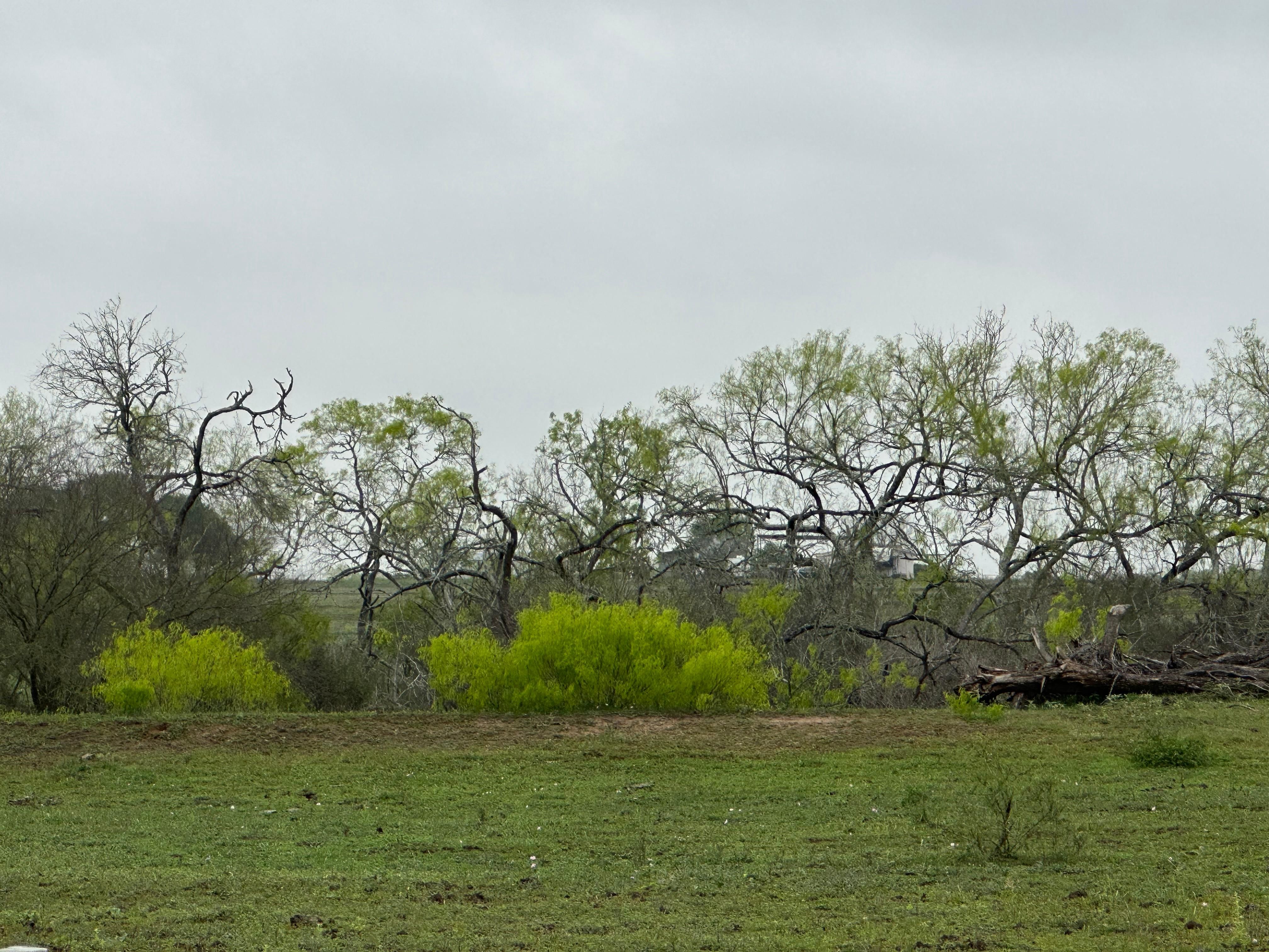 31.91 acres in Wilson County, Texas