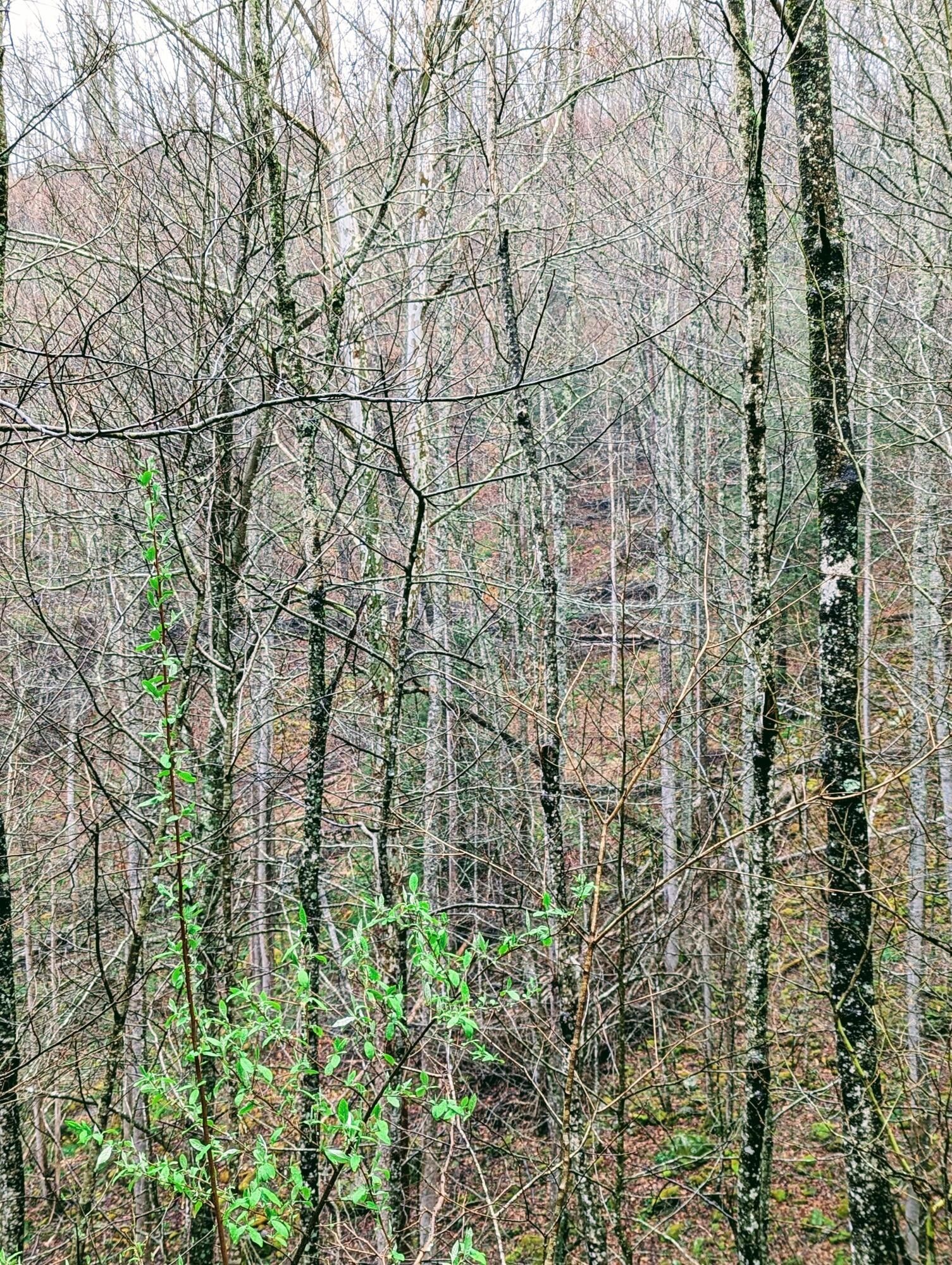 30.75 acres in Dickenson County, Virginia