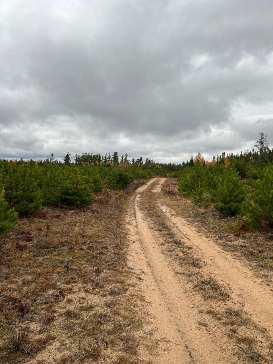 80 acres in Alger County, Michigan